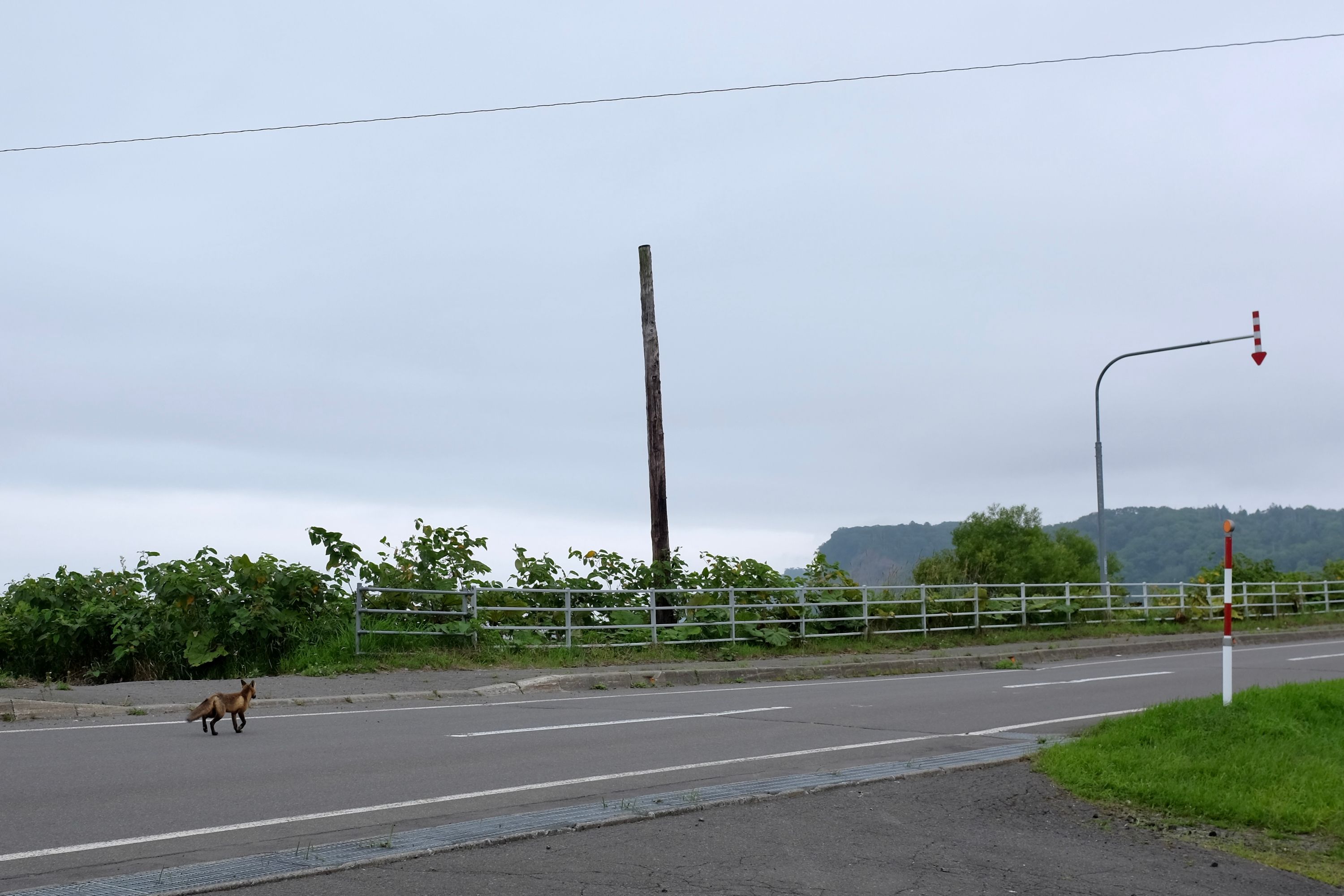 A fox walks down a road.