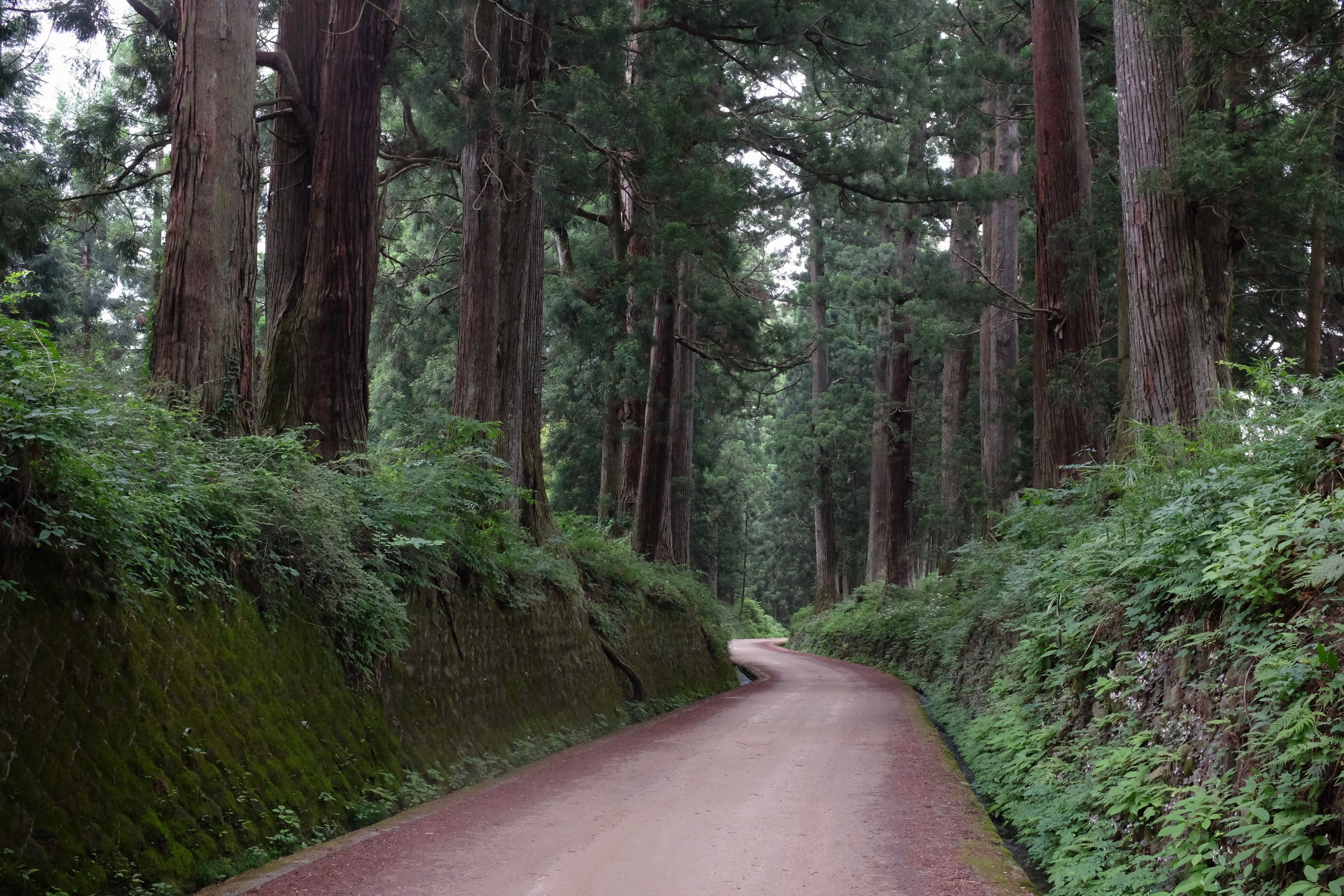 Looking down between the huge trees of the Cedar Avenue of Nikkō.