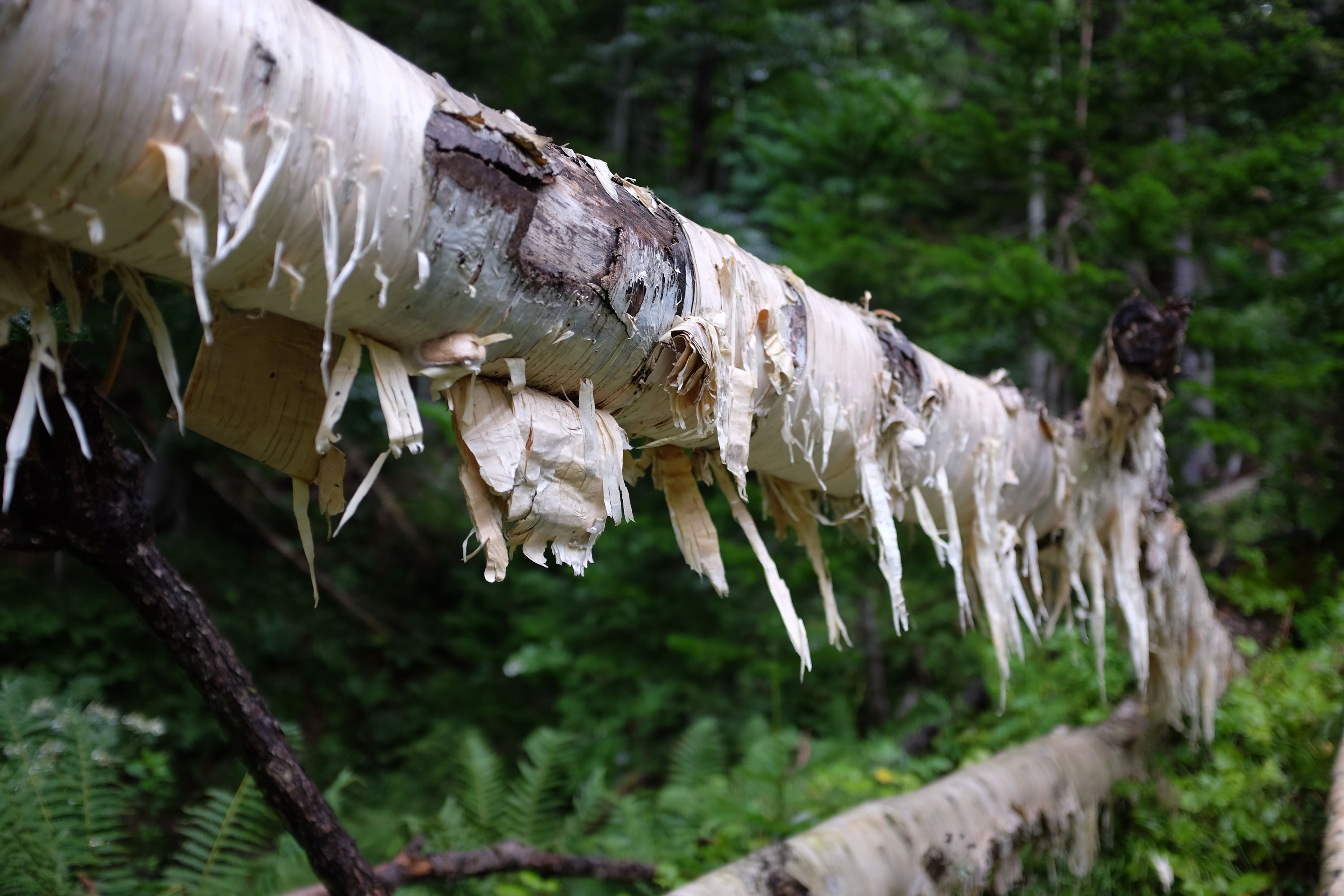 The white trunk of a birch with its bark peeling heavily.
