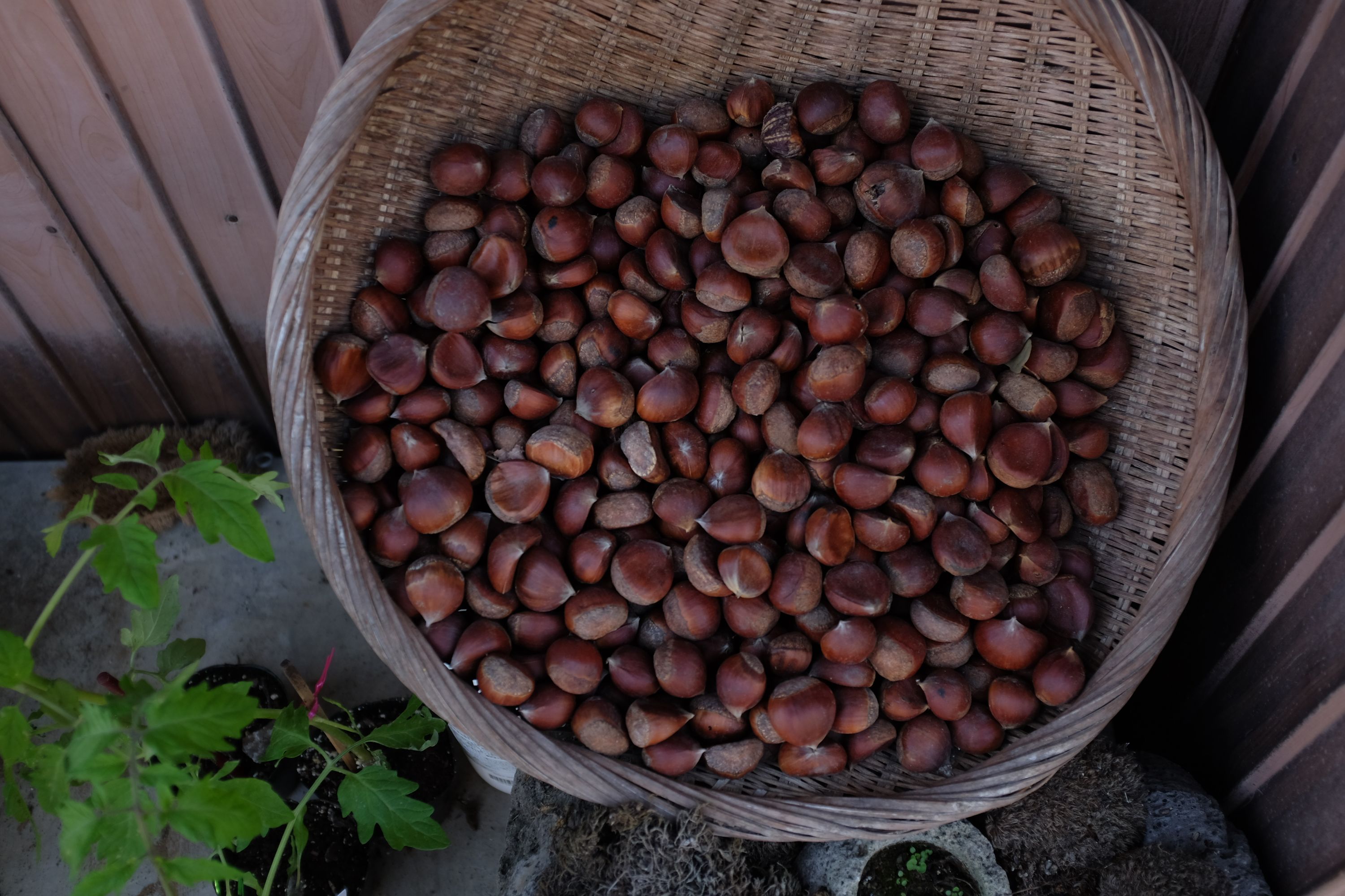 Chestnuts in another basket.