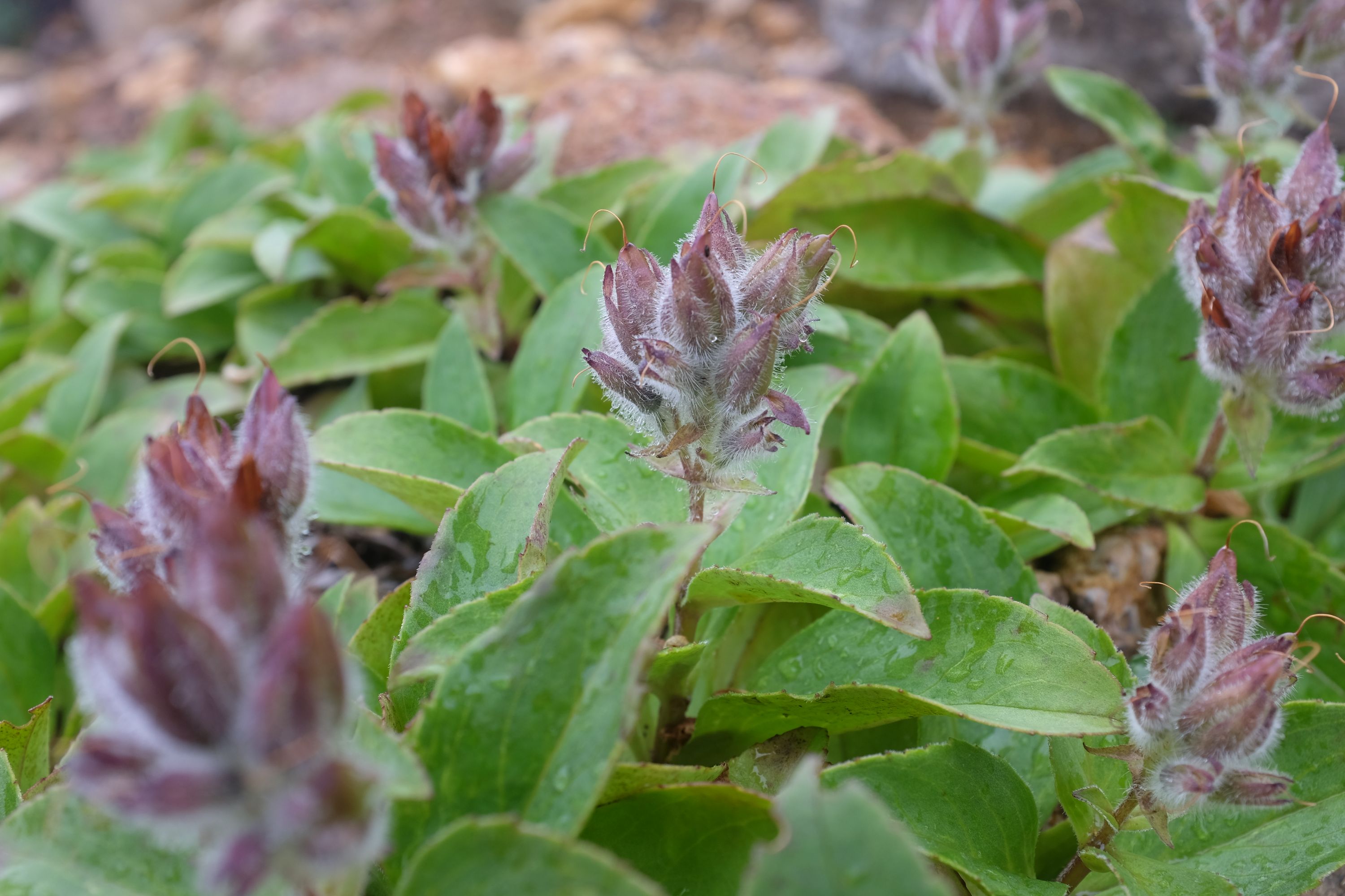 Flowers with similar fine hairs also covered in dew.