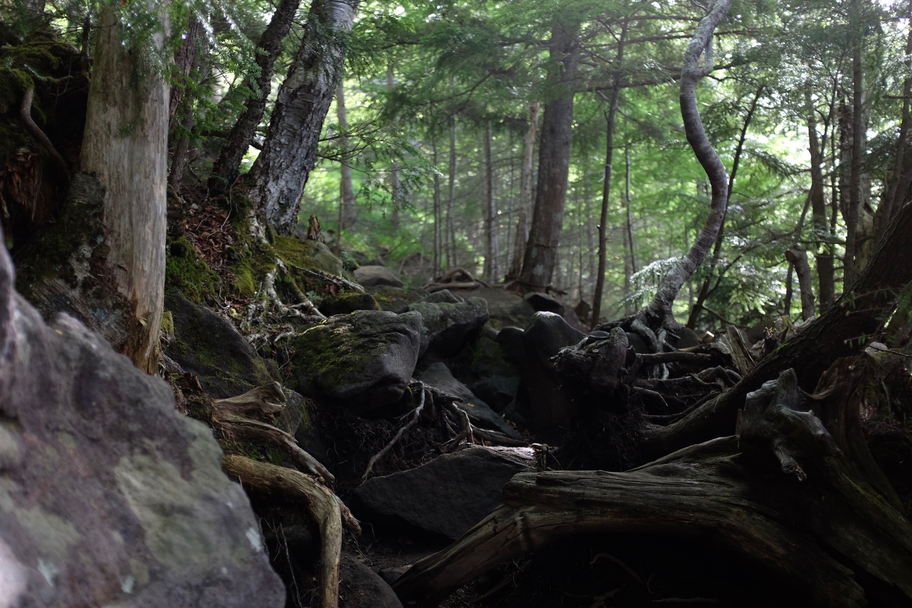 A path leads through a mountain forest in the morning light.