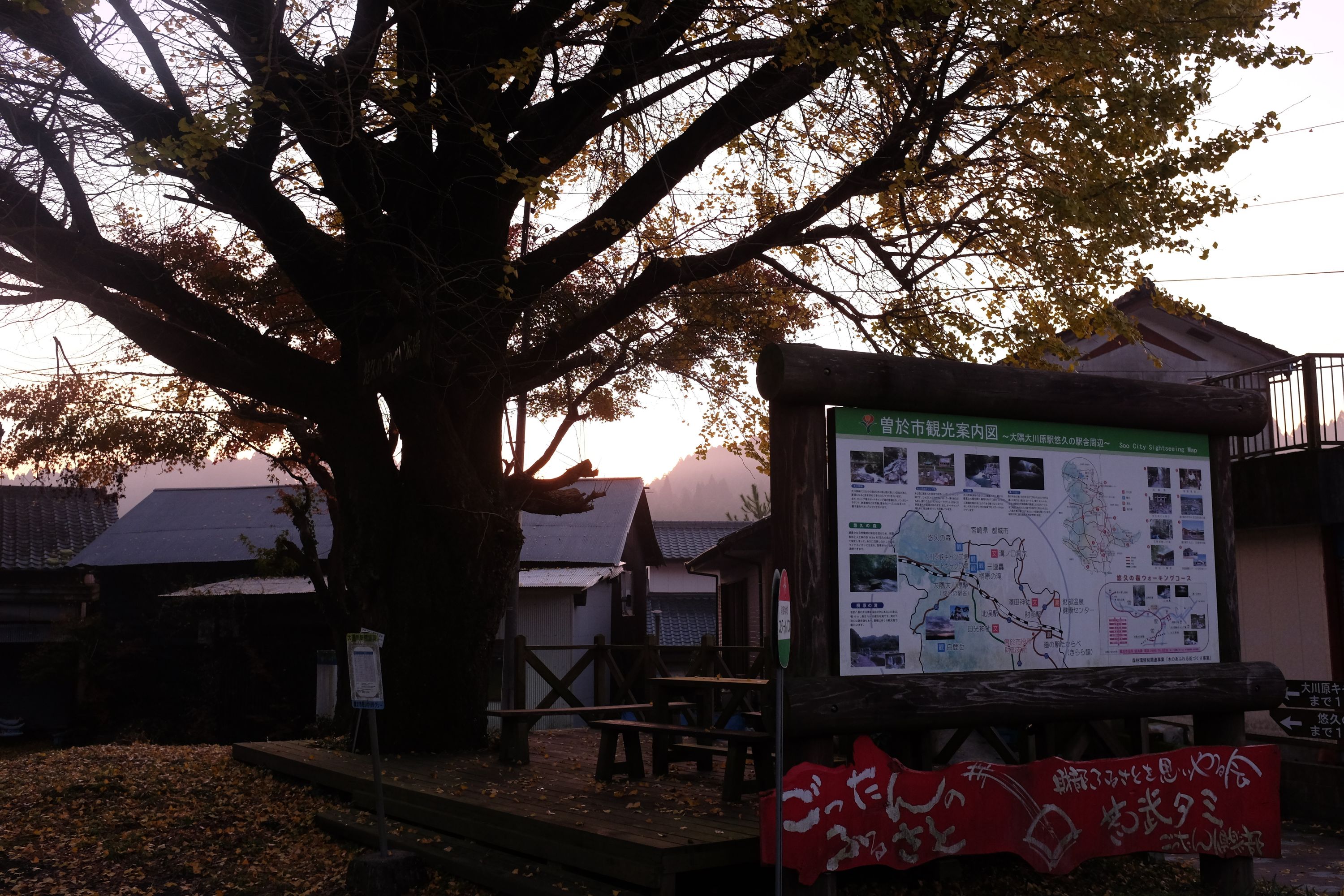 A large ginkgo tree in front of a rural train station.