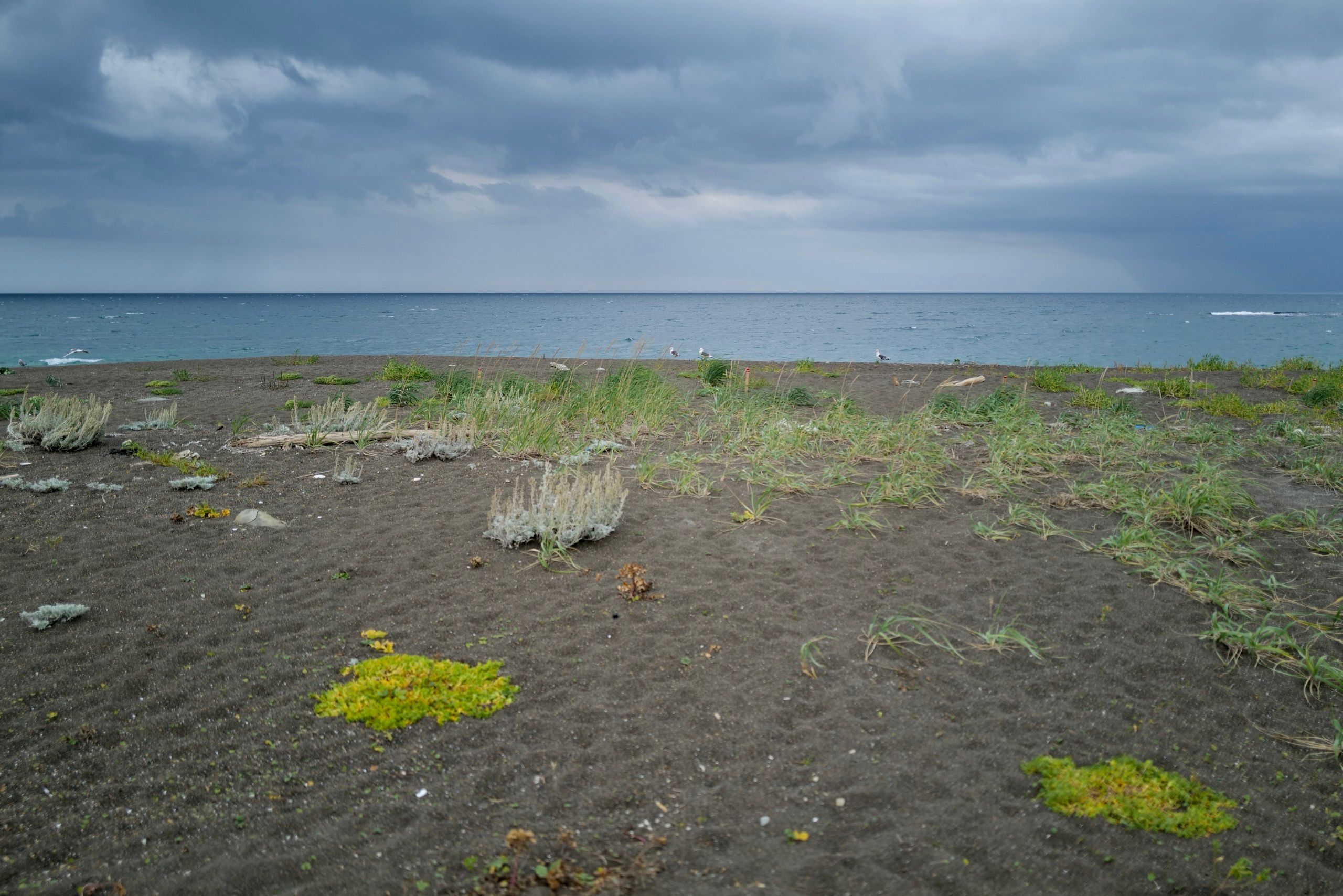 Seagulls sit on a beach under rain clouds