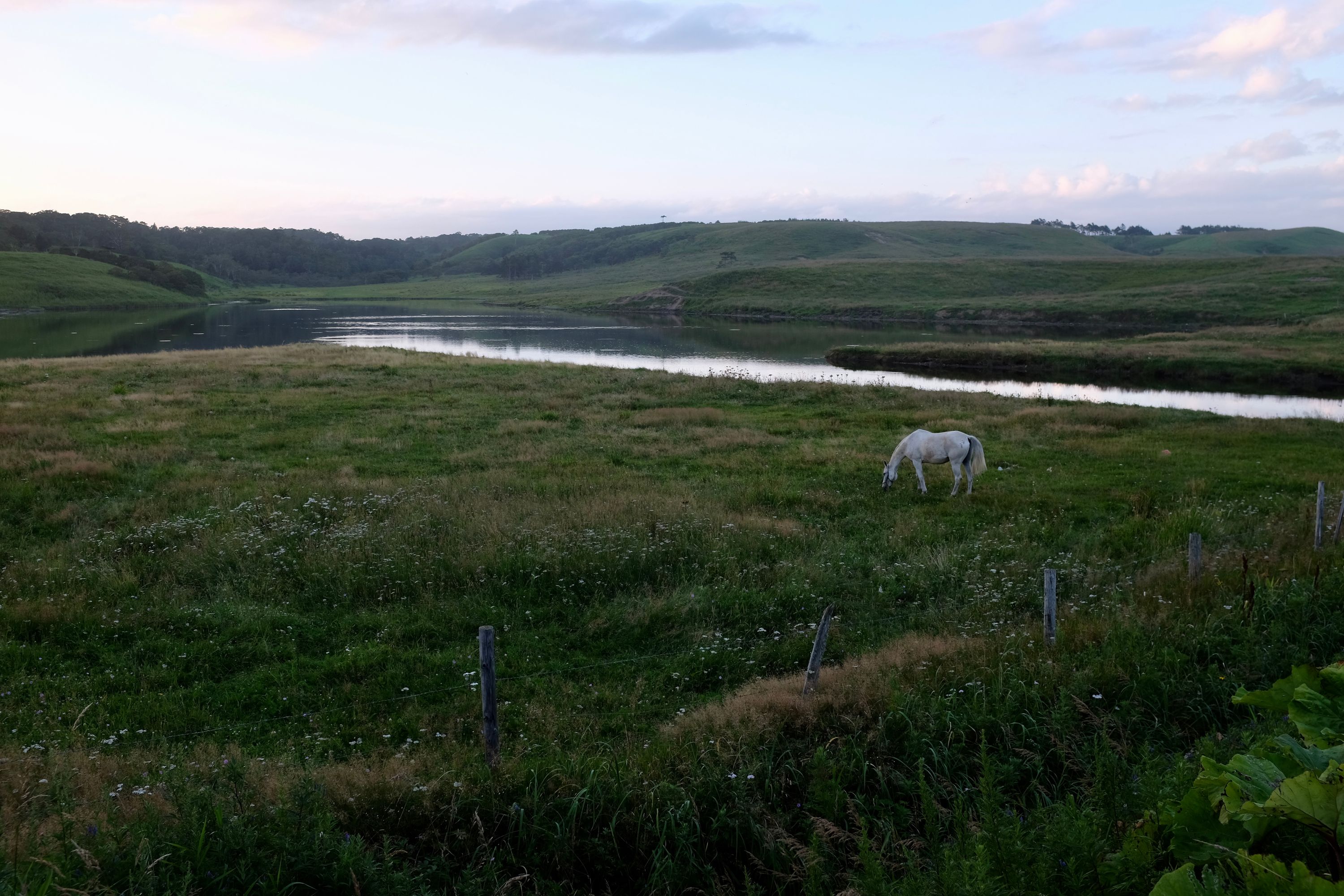 A white horse grazes in a meadow.