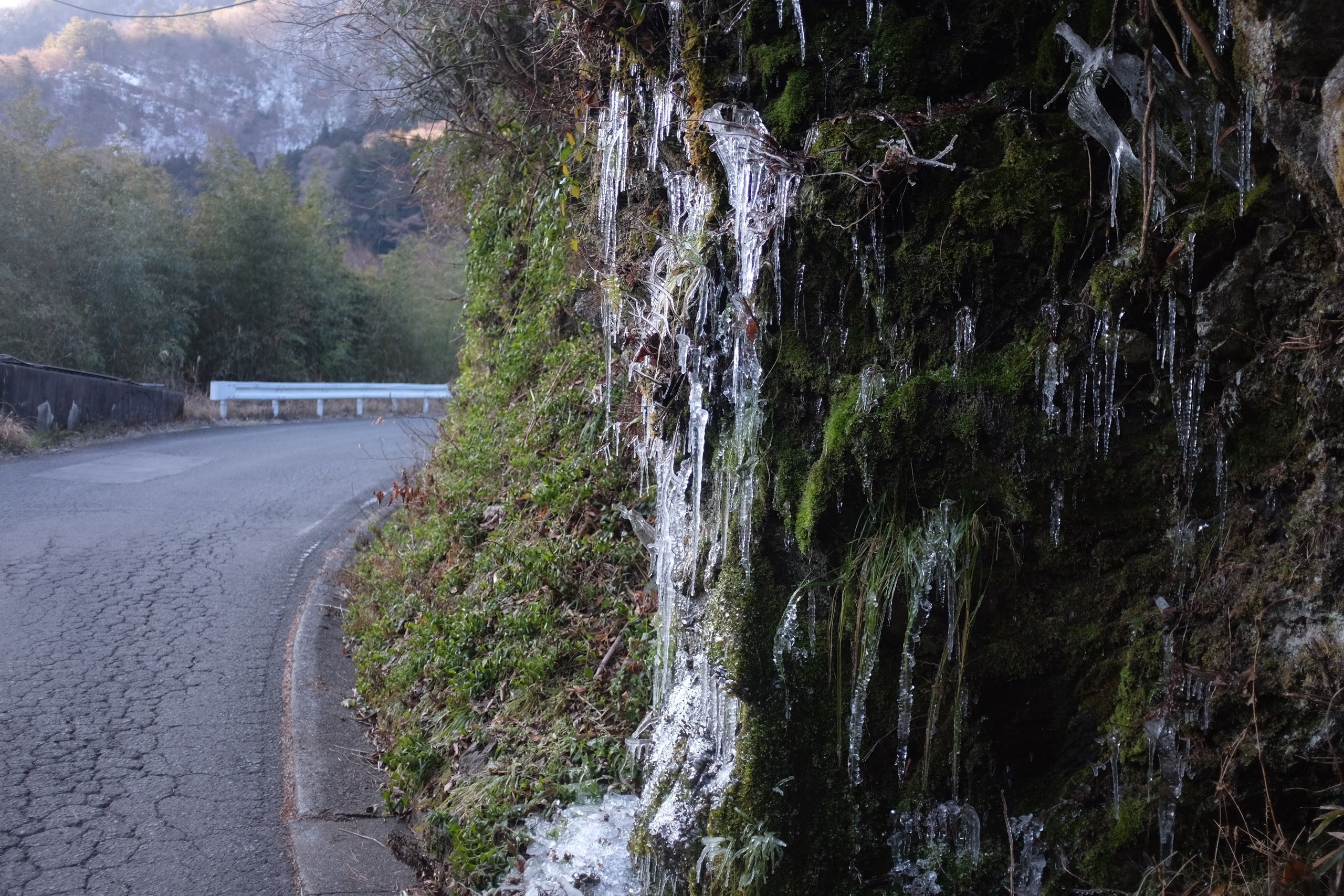Many icicles on a carpet of moss by the side of a narrow mountain road.
