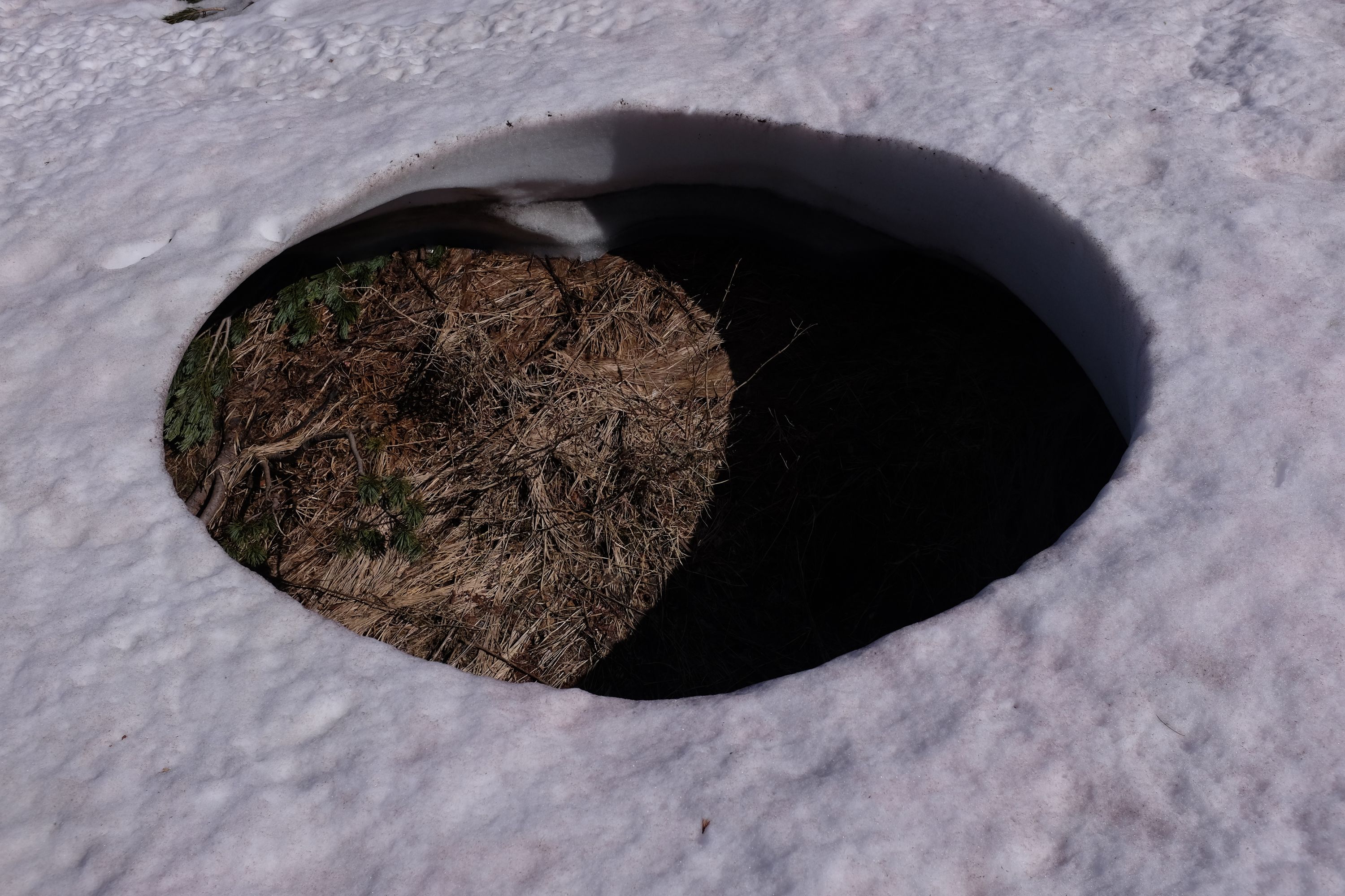 A large, perfectly round hole in last winter’s snow.