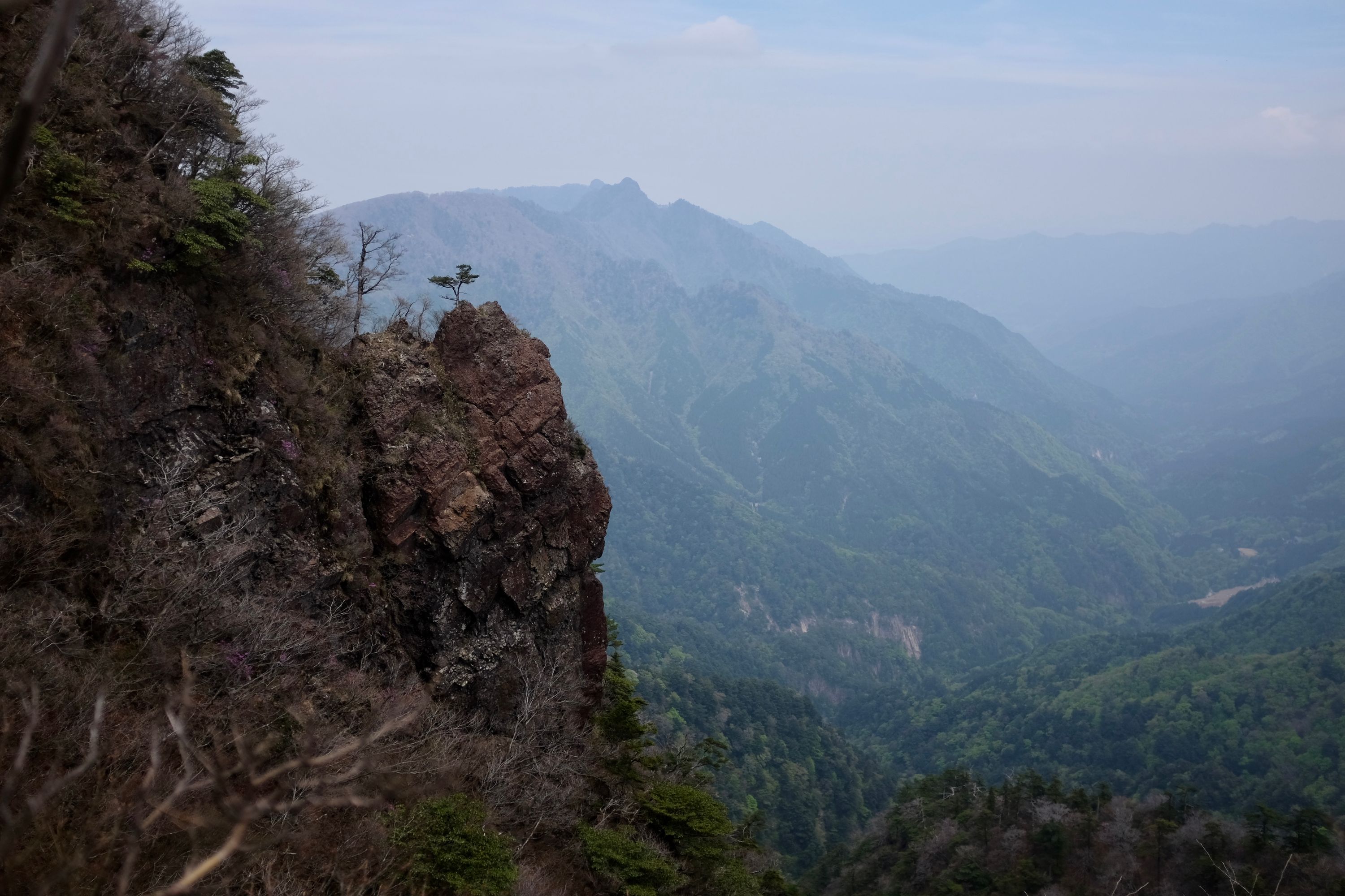 A small tree grows from what appears to be bare rock against an enormous valley.