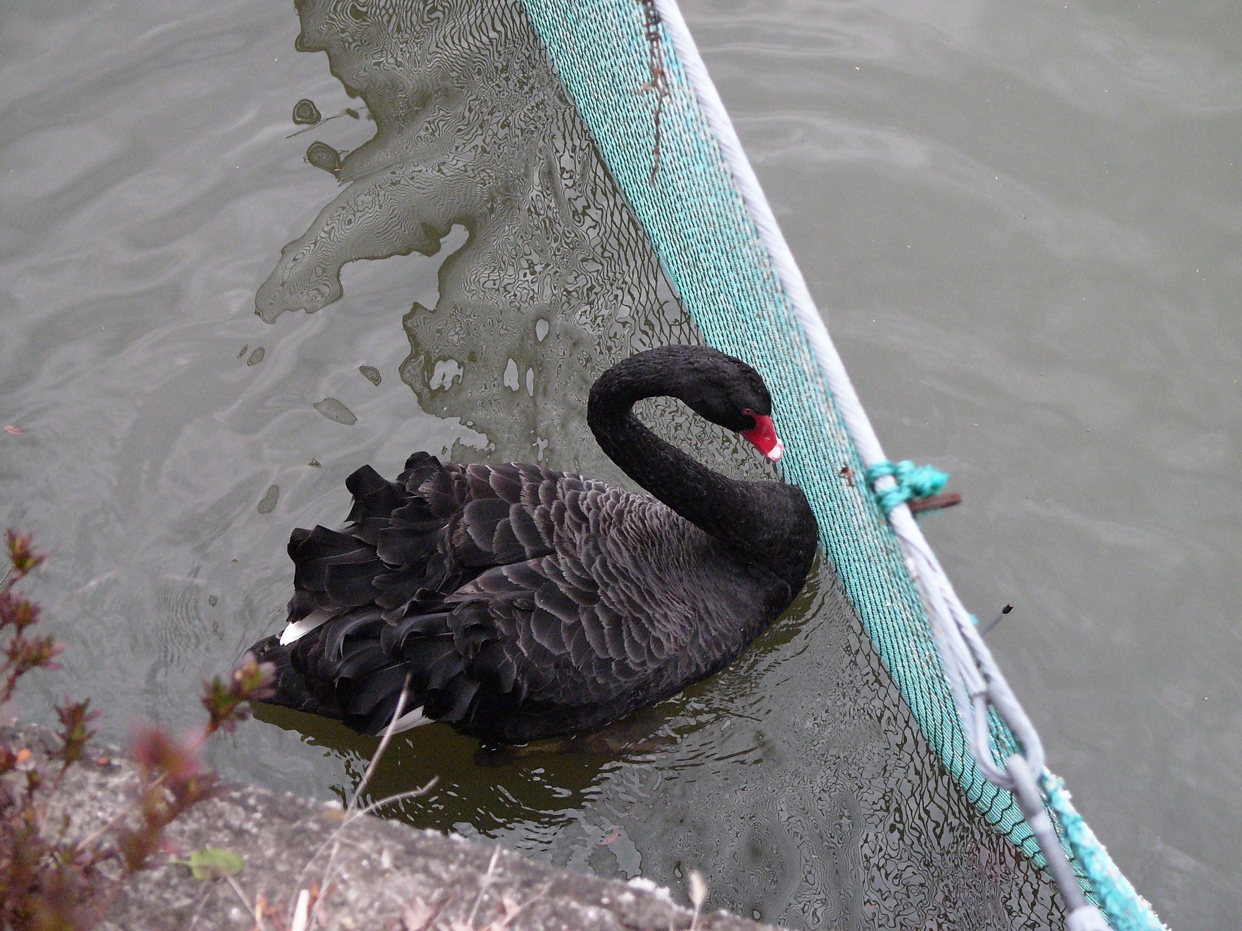 A black swan on a lake.