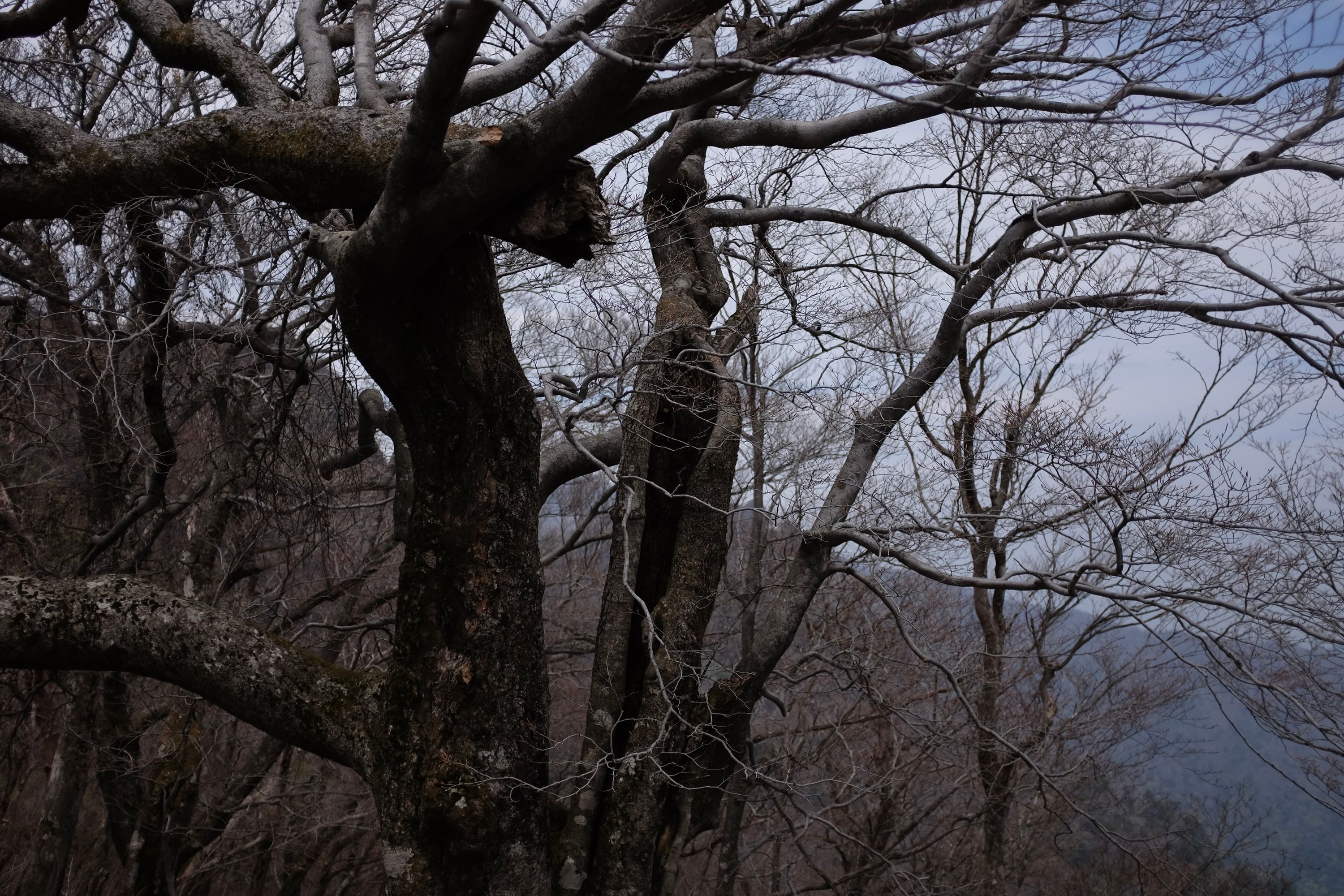 Bare branches of trees in a forest.