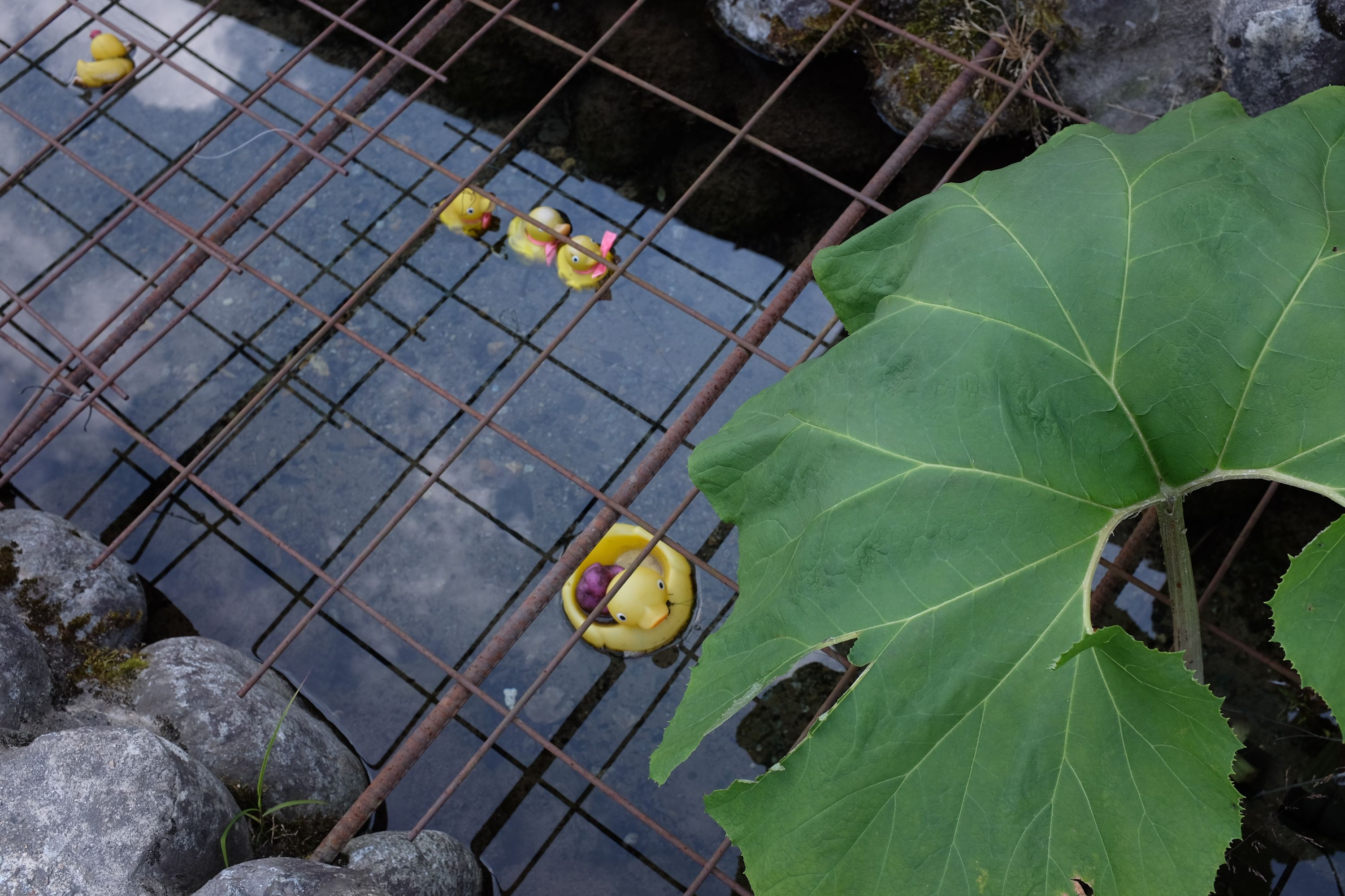 Yellow rubber ducks floating in an irrigation canal under a large green leaf.