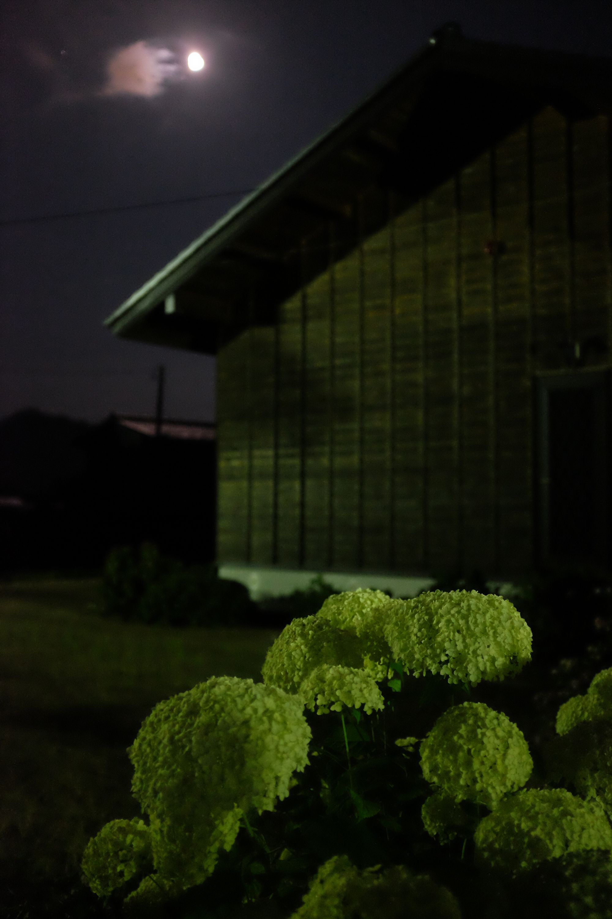 Green hydrangeas in the garden of a traditional Japanese house, with the Moon visible in the night sky.