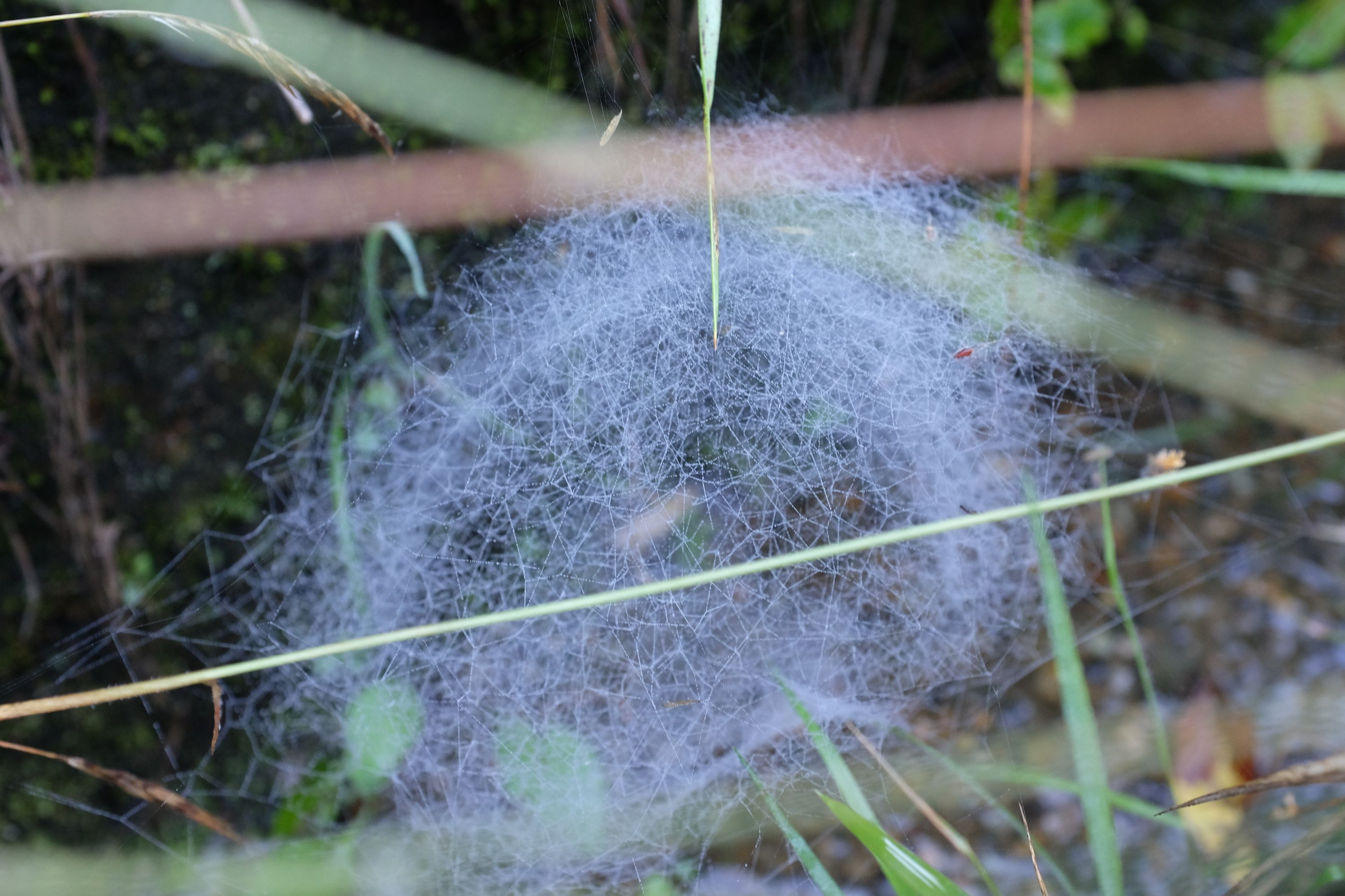 A dense spiderweb in the undergrowth.