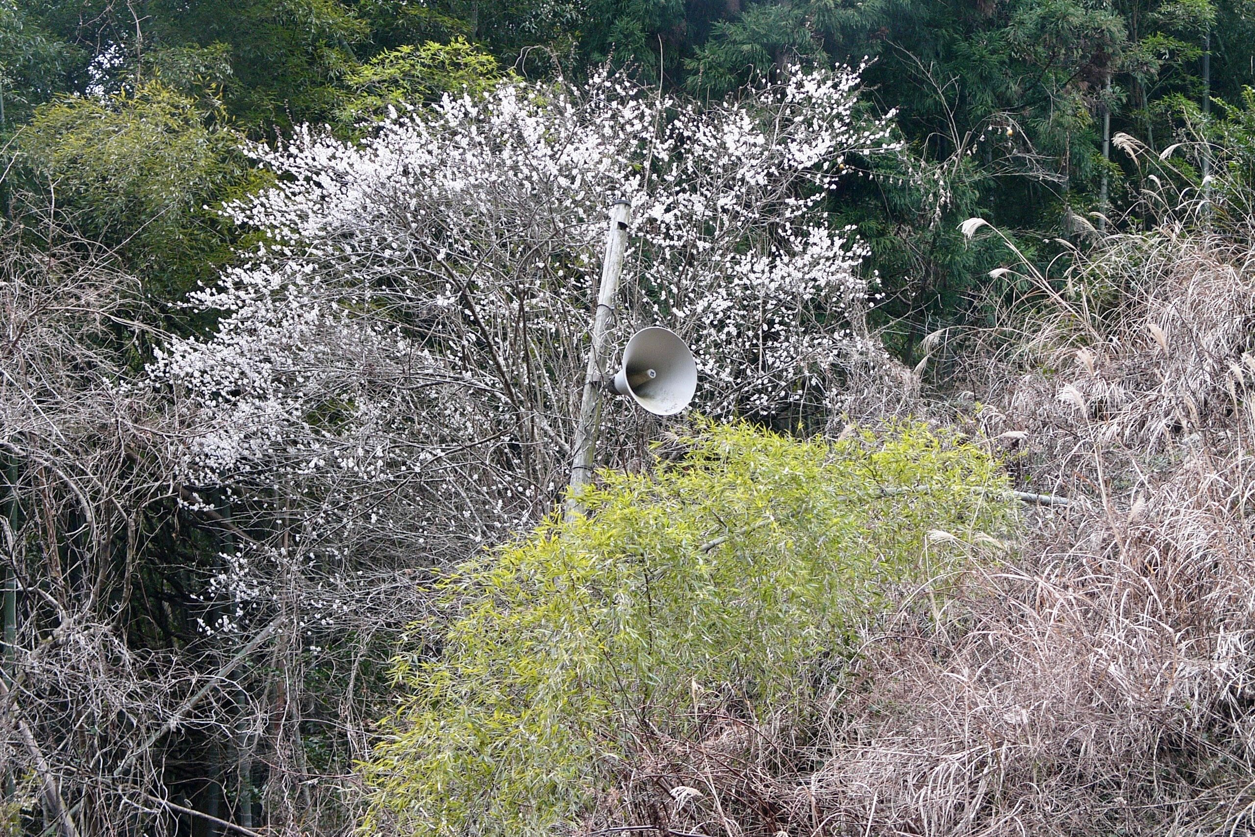 A loudspeaker pokes out of a dense forest of bamboo and a tree in bloom.