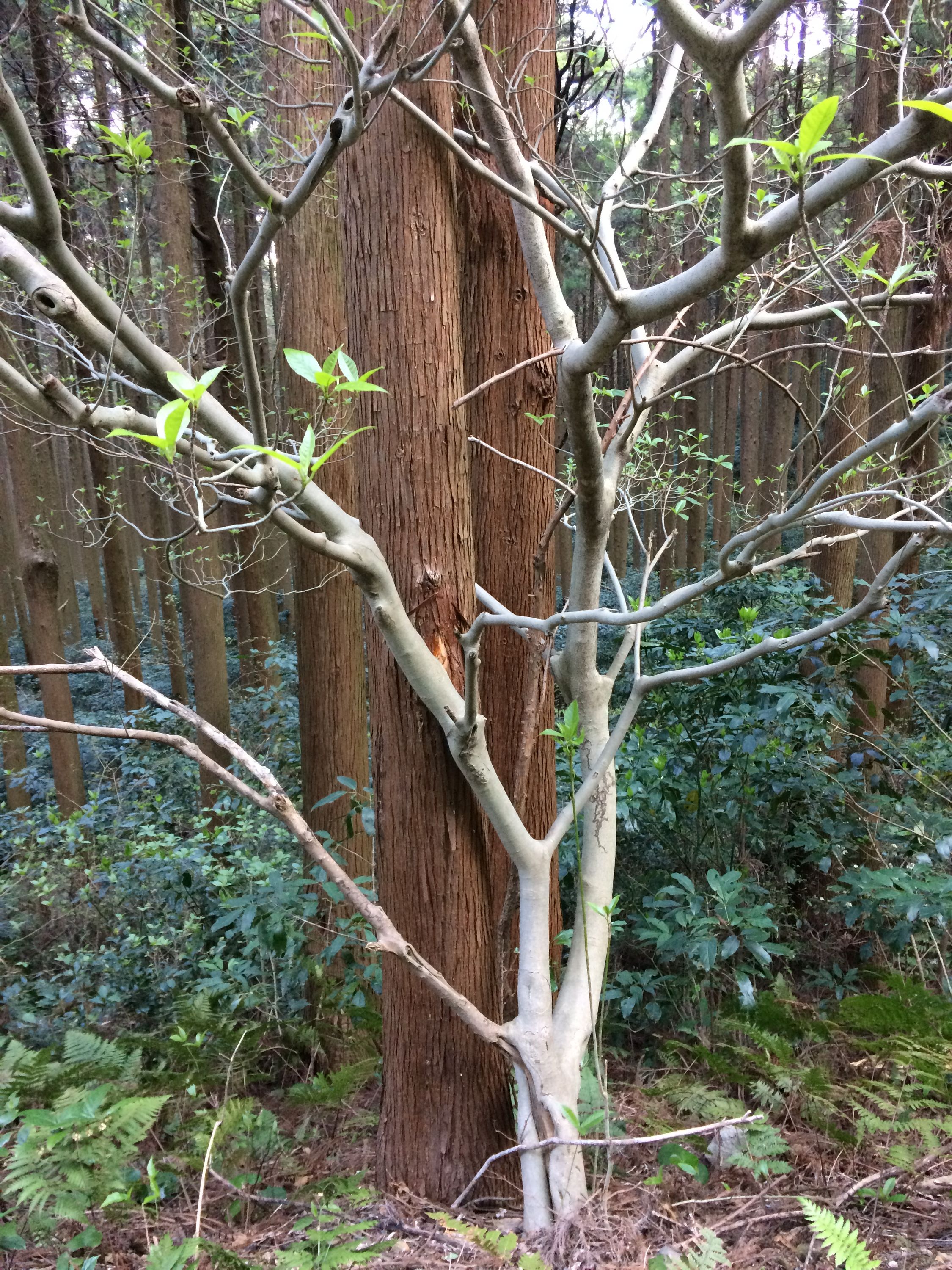 A small deciduous tree growing close to a pair of cedars in a cedar forest.