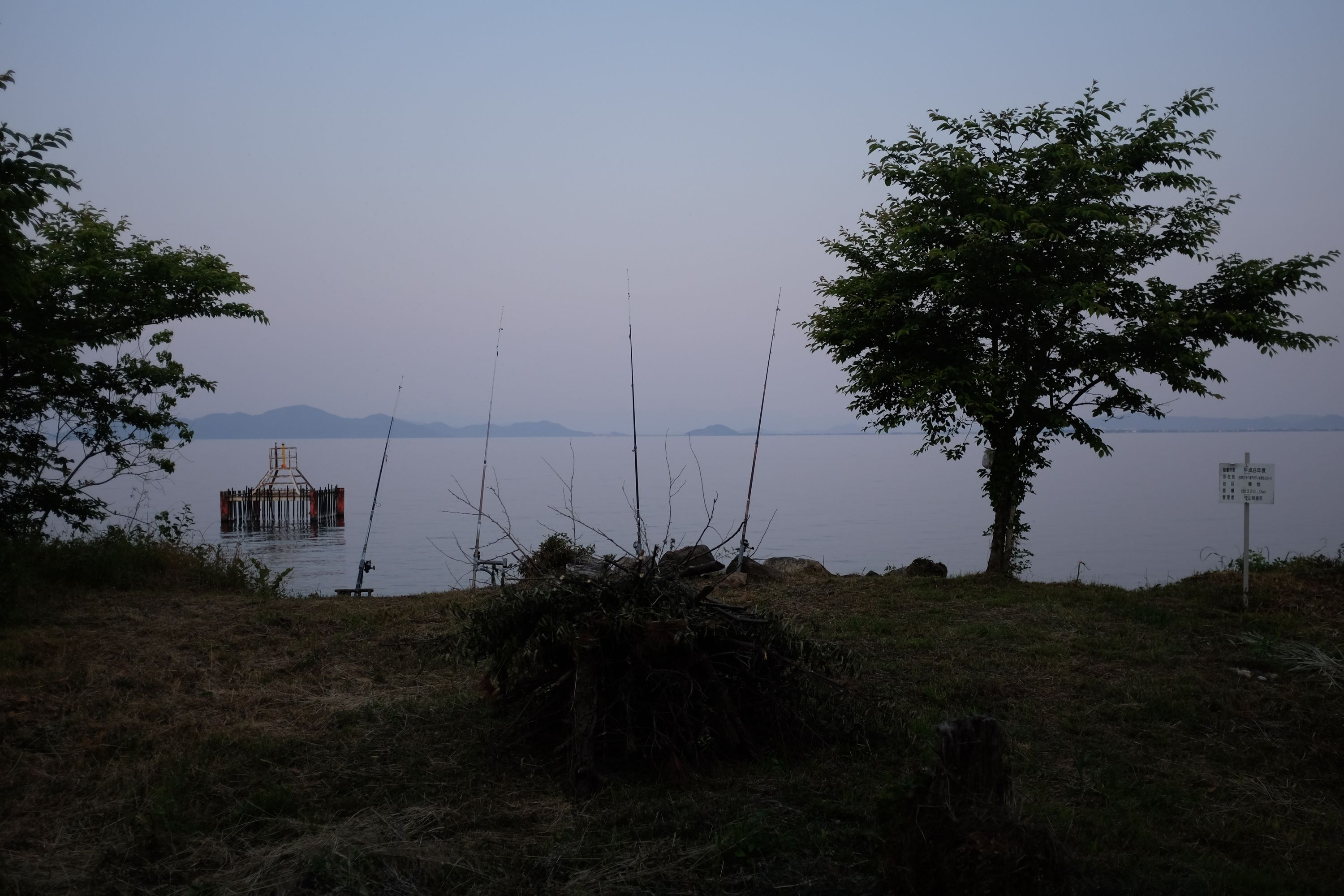 Four fishing rods on a beach by a small tree.