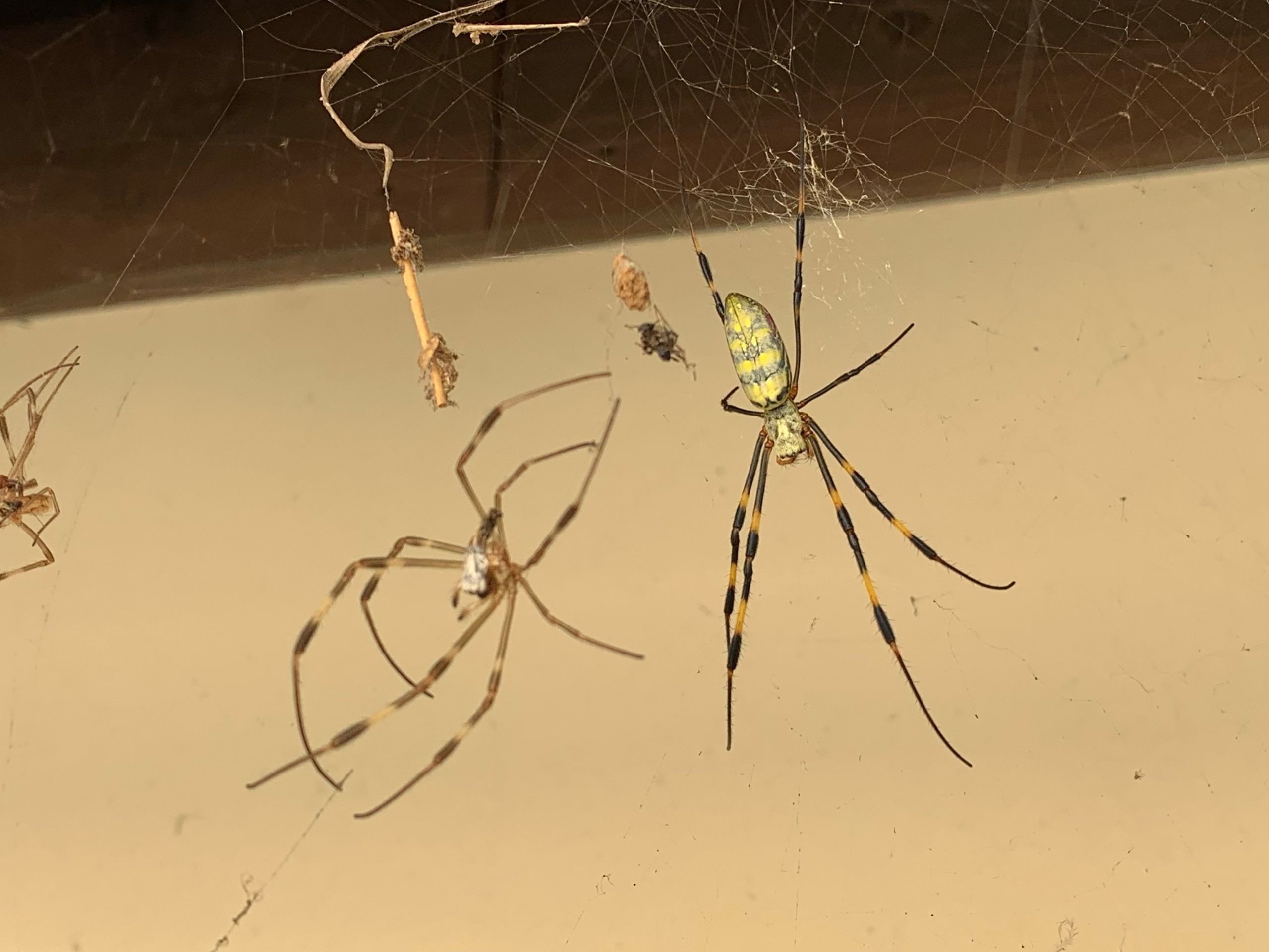 A female jorō spider with two of her molted skins in her net.