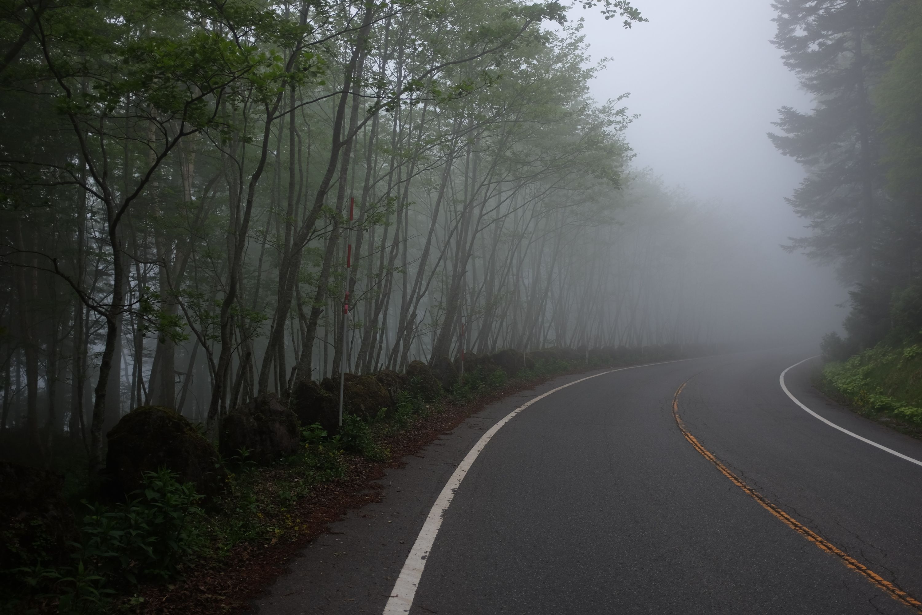 A road in a forest disappears into the fog.