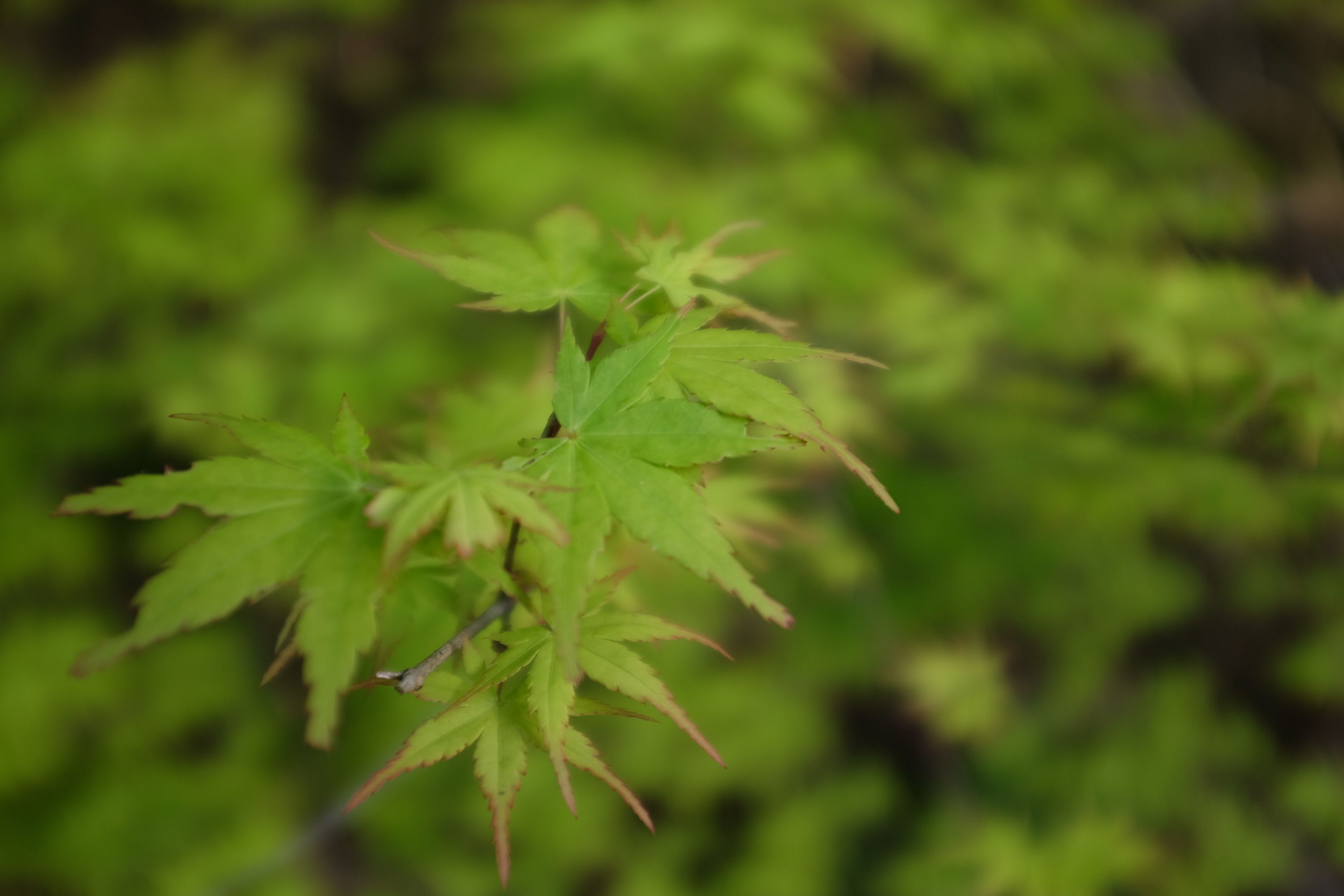 Closeup of fresh green maple leaves.