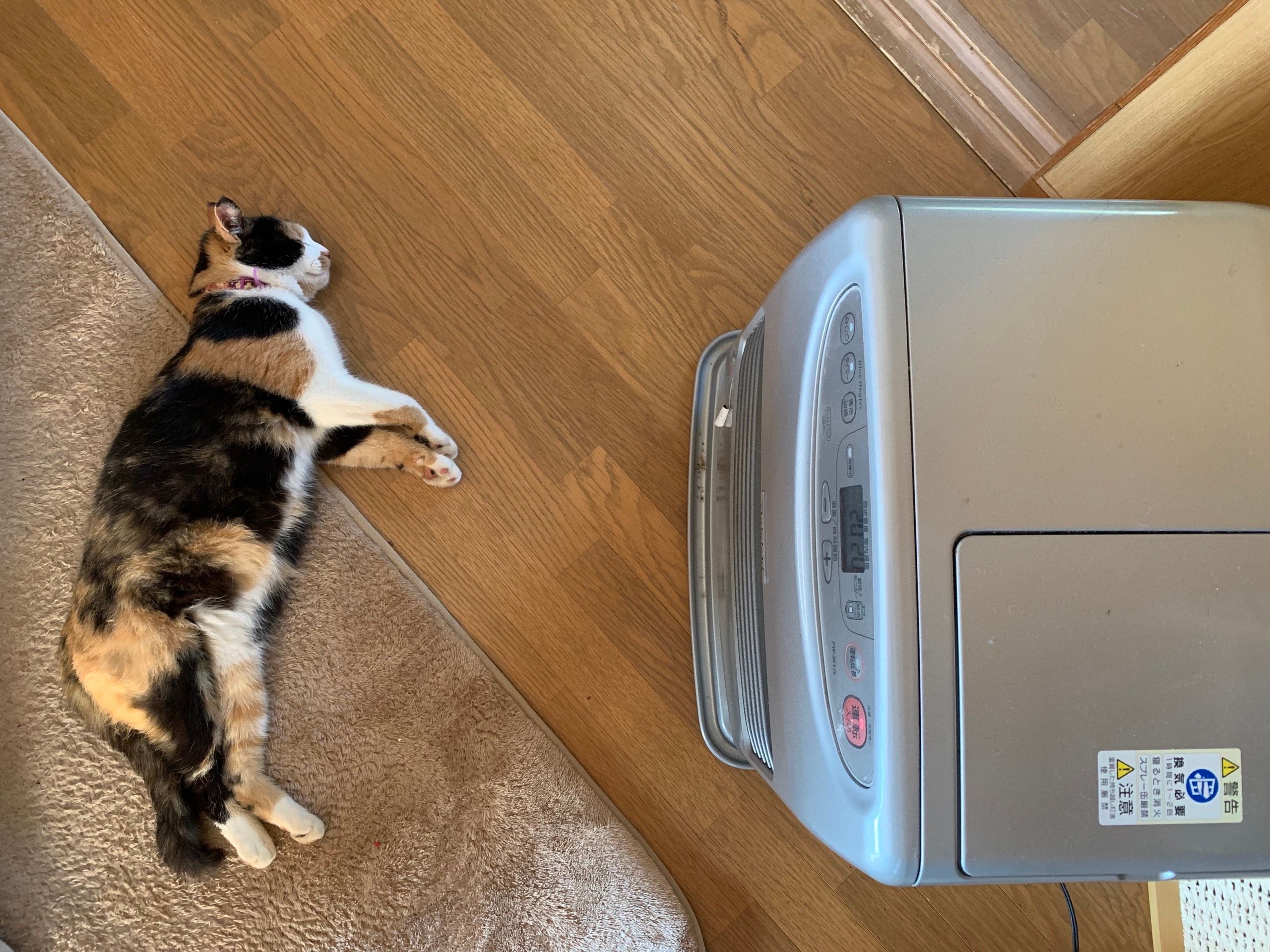 A cat resting in front of a space heater.