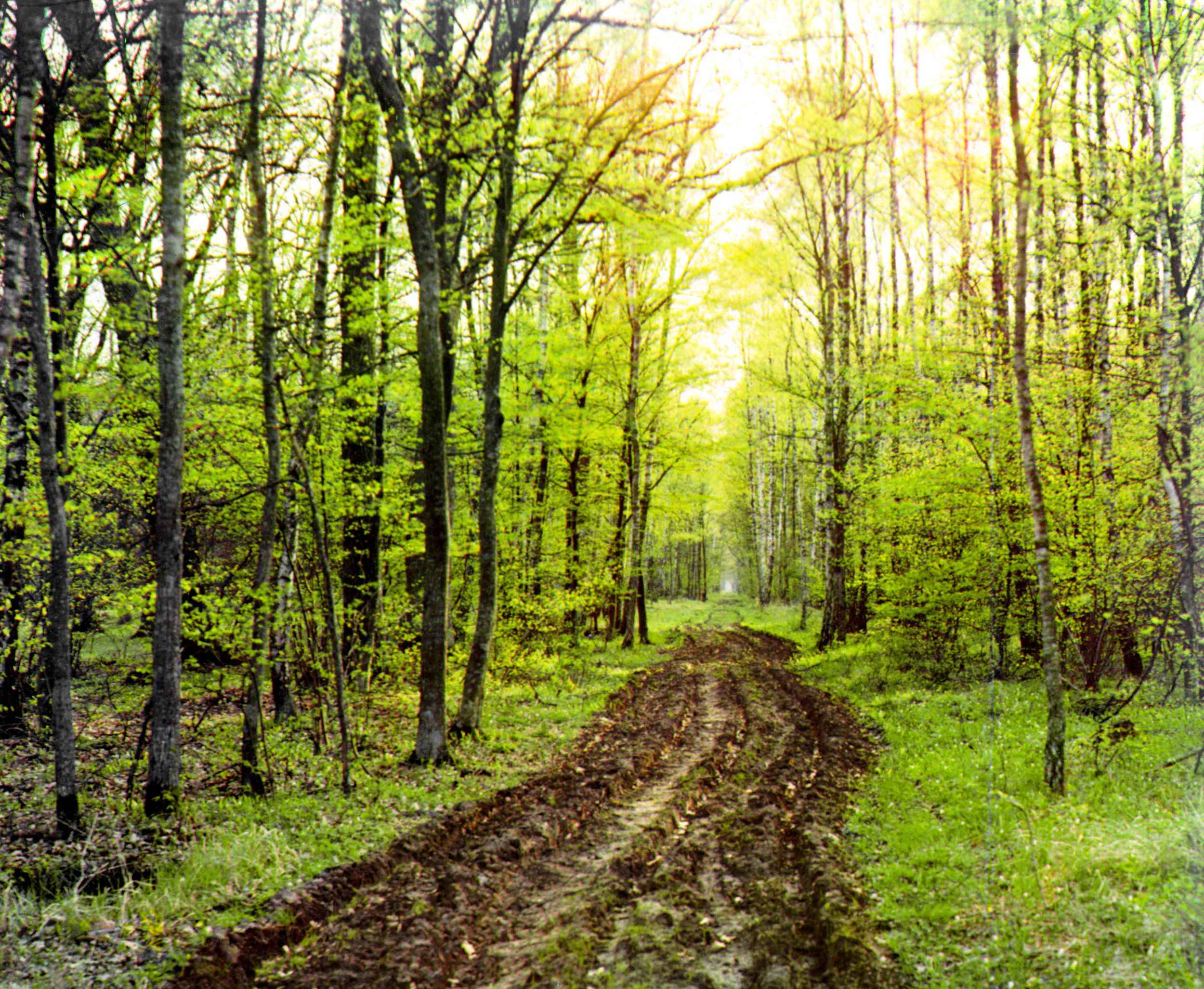 Forest road