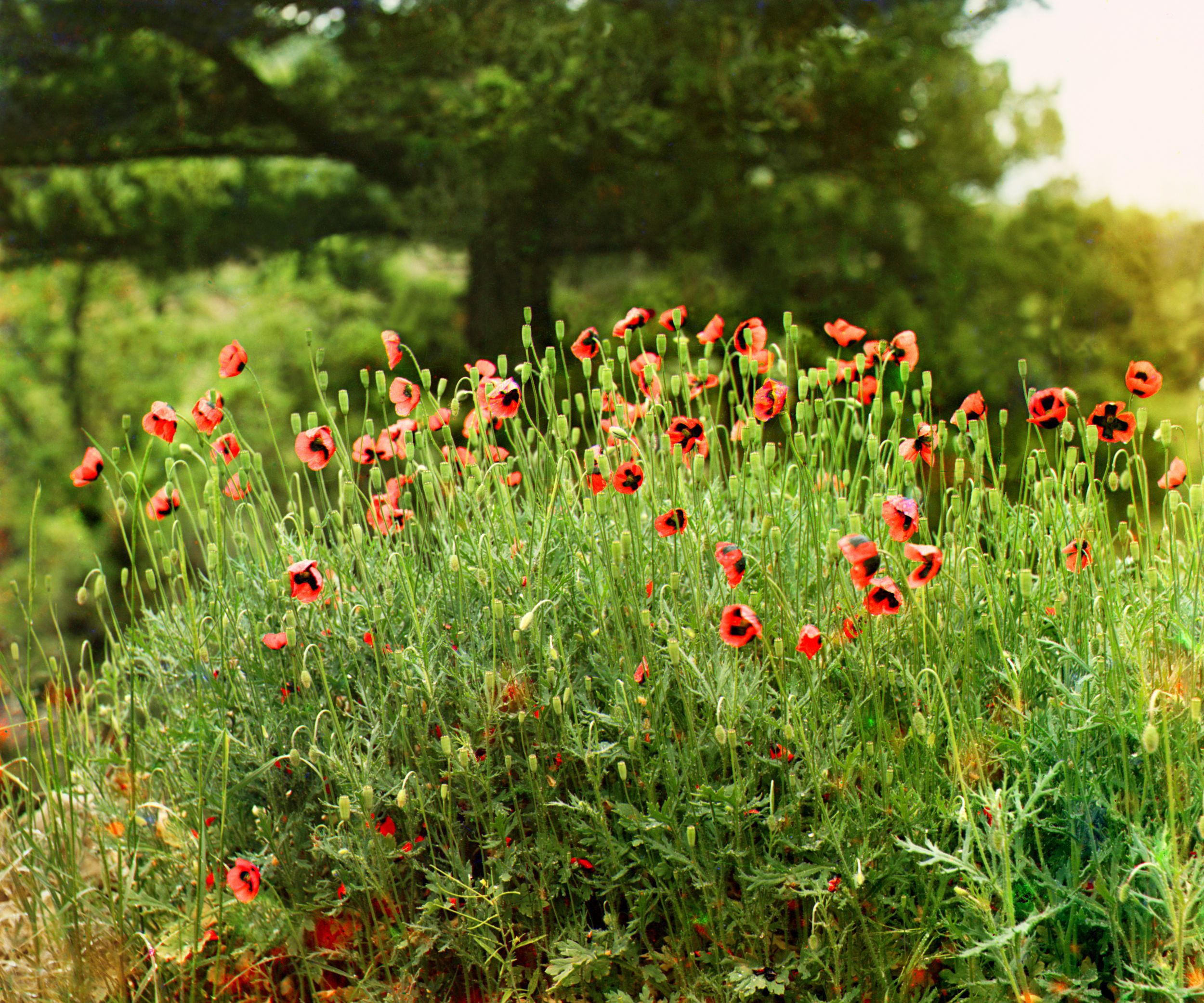 Field poppies