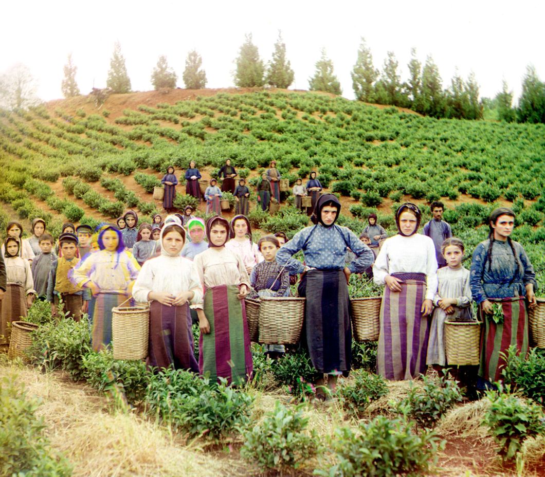 Group of workers harvesting tea. Greek women.