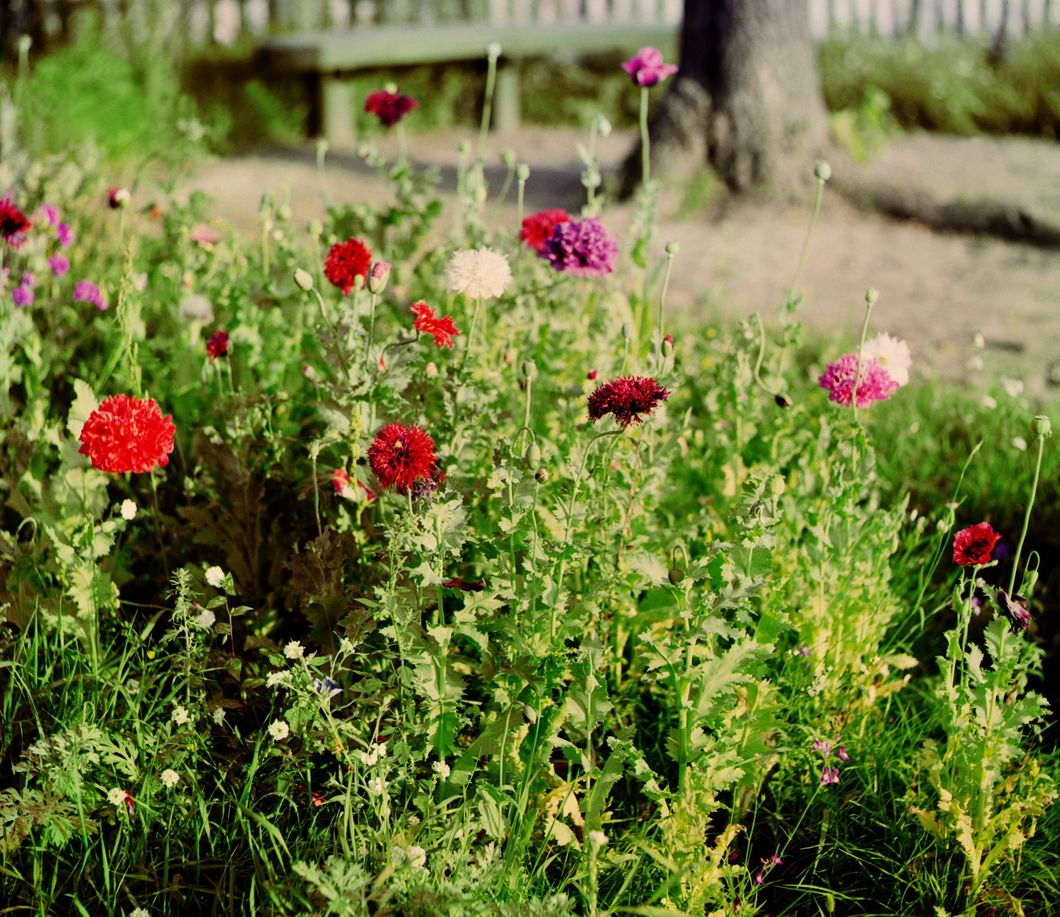 Double poppies