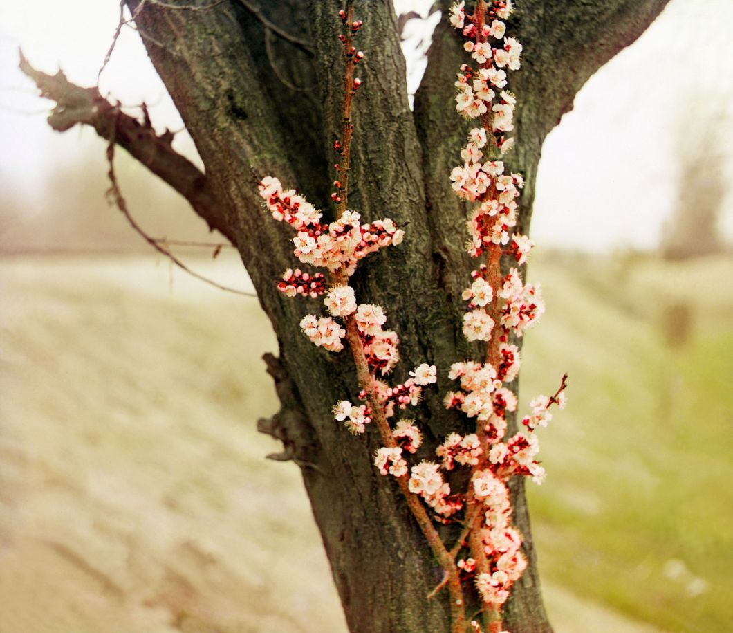 Apricot flowers. Samarkand