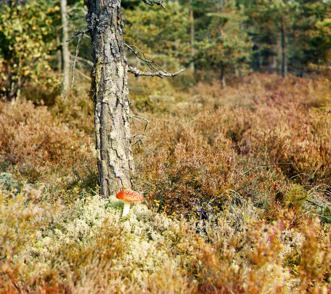 Fly agaric