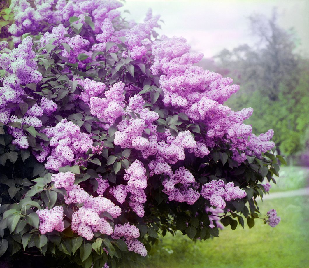 Lilacs