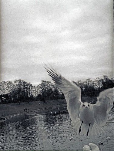 Greedy Gull