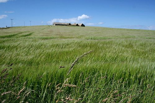 Orkney farmhouse and barley field