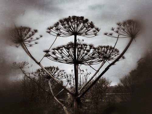 Seafield