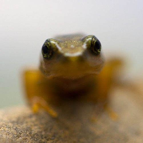 Frogs in the mist