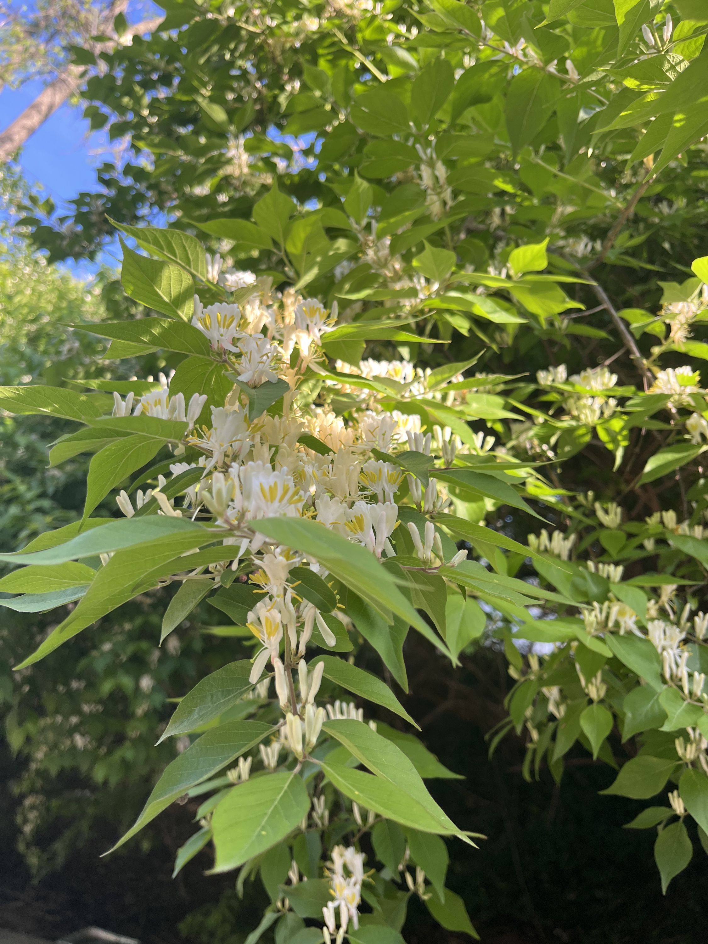 Honeysuckle