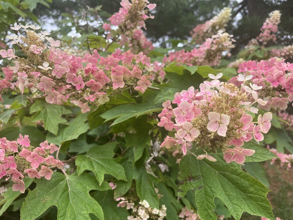Pink oakleaf hydrangea