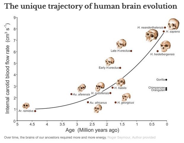 ../_attachments/Blood and brains/2025-06-18-2256-img-Blood and brains.jpg