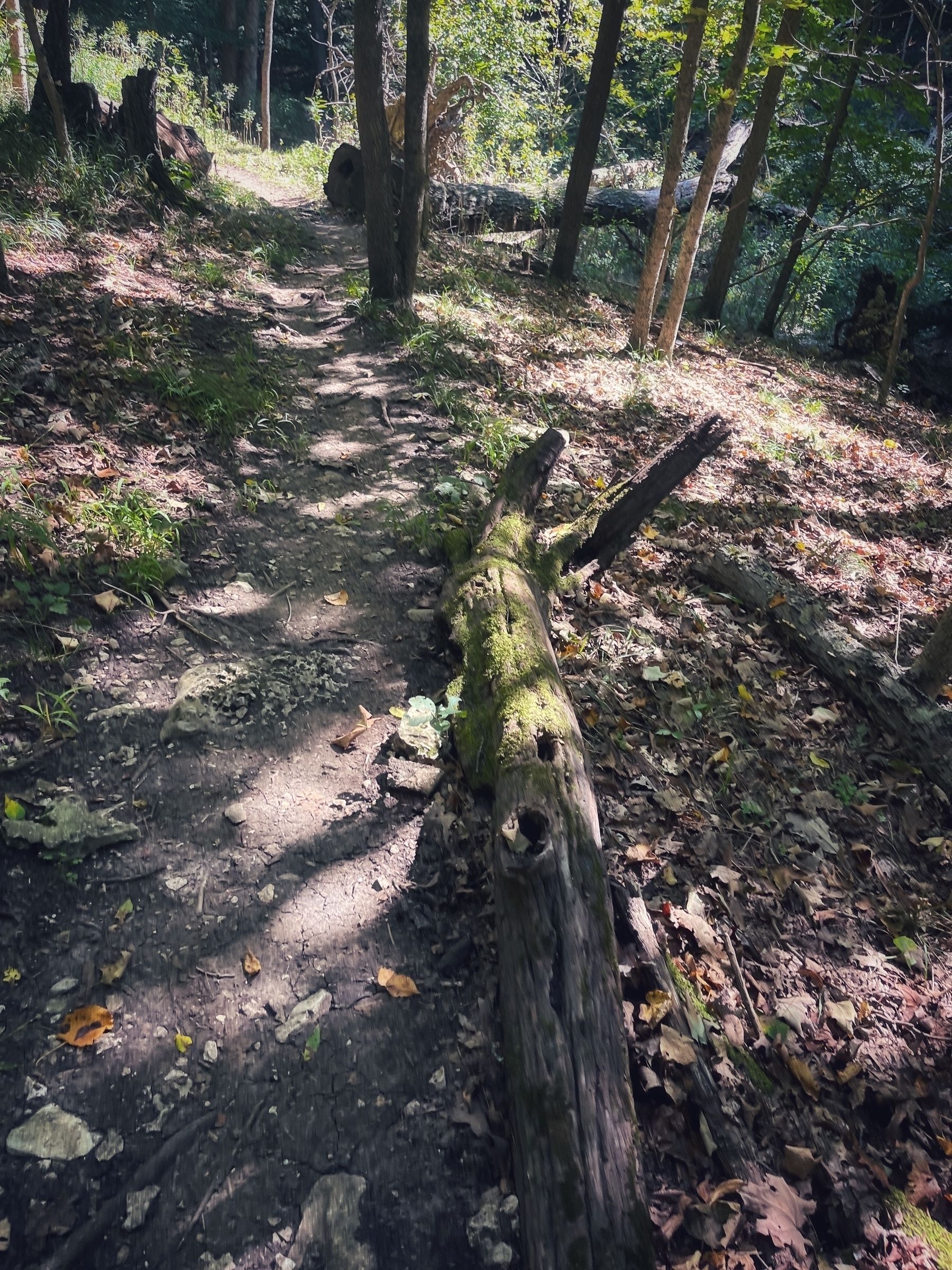 Dappled sunlight on a trail next to a mossy log
