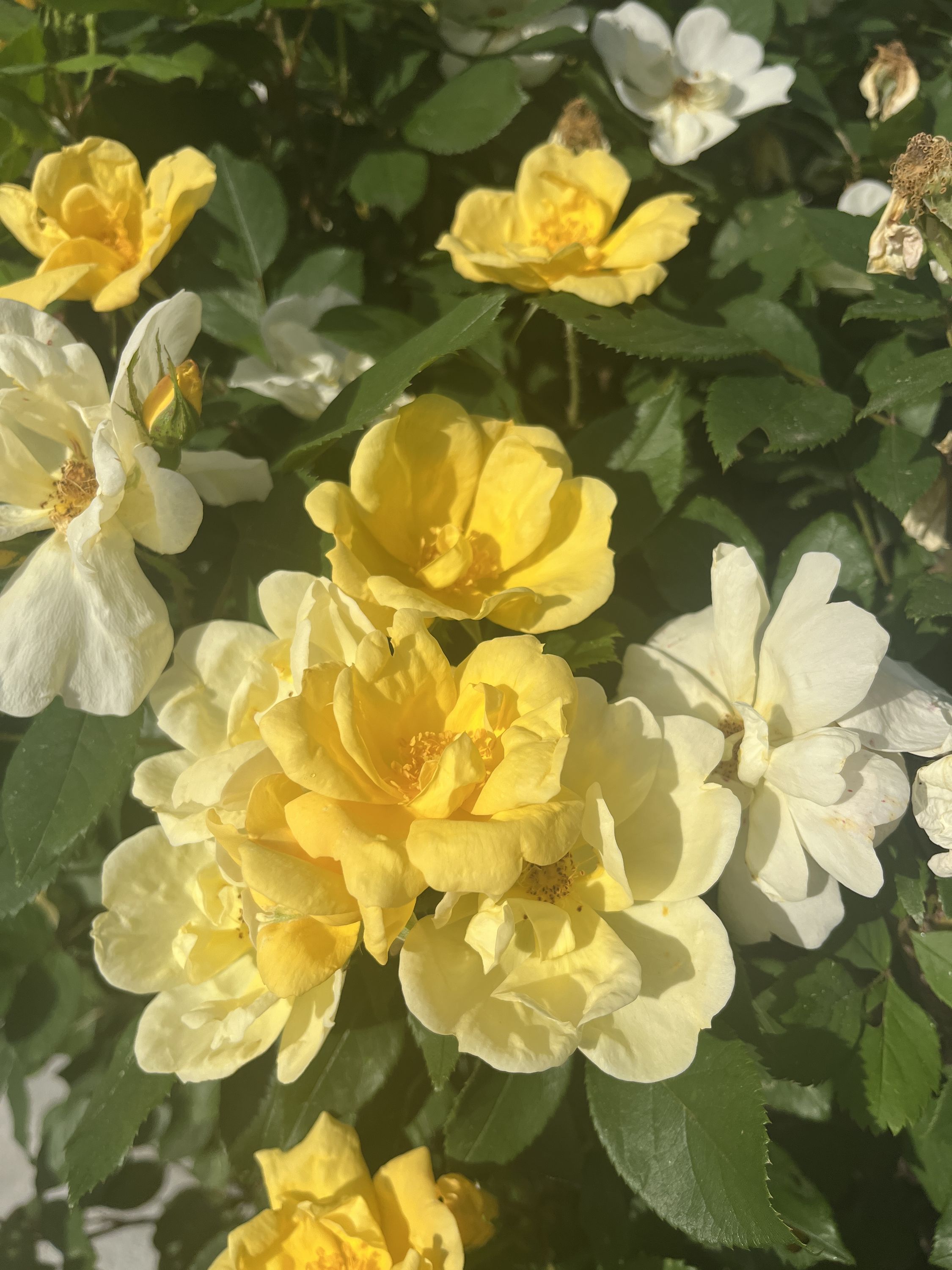 yellow gardenia