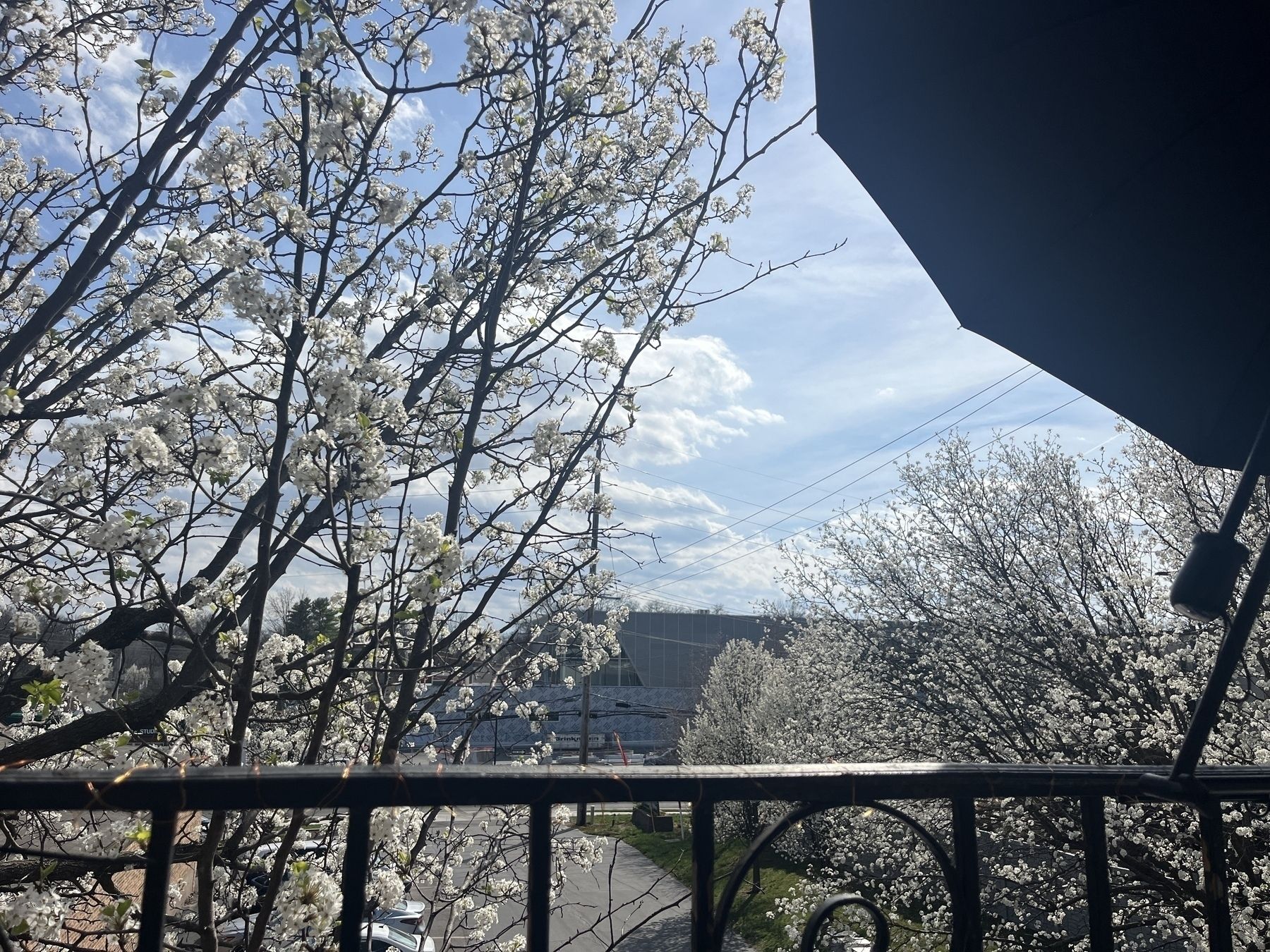 A black balcony railing under a black umbrella and flowering Bradford pear trees with a blue sky in the background
