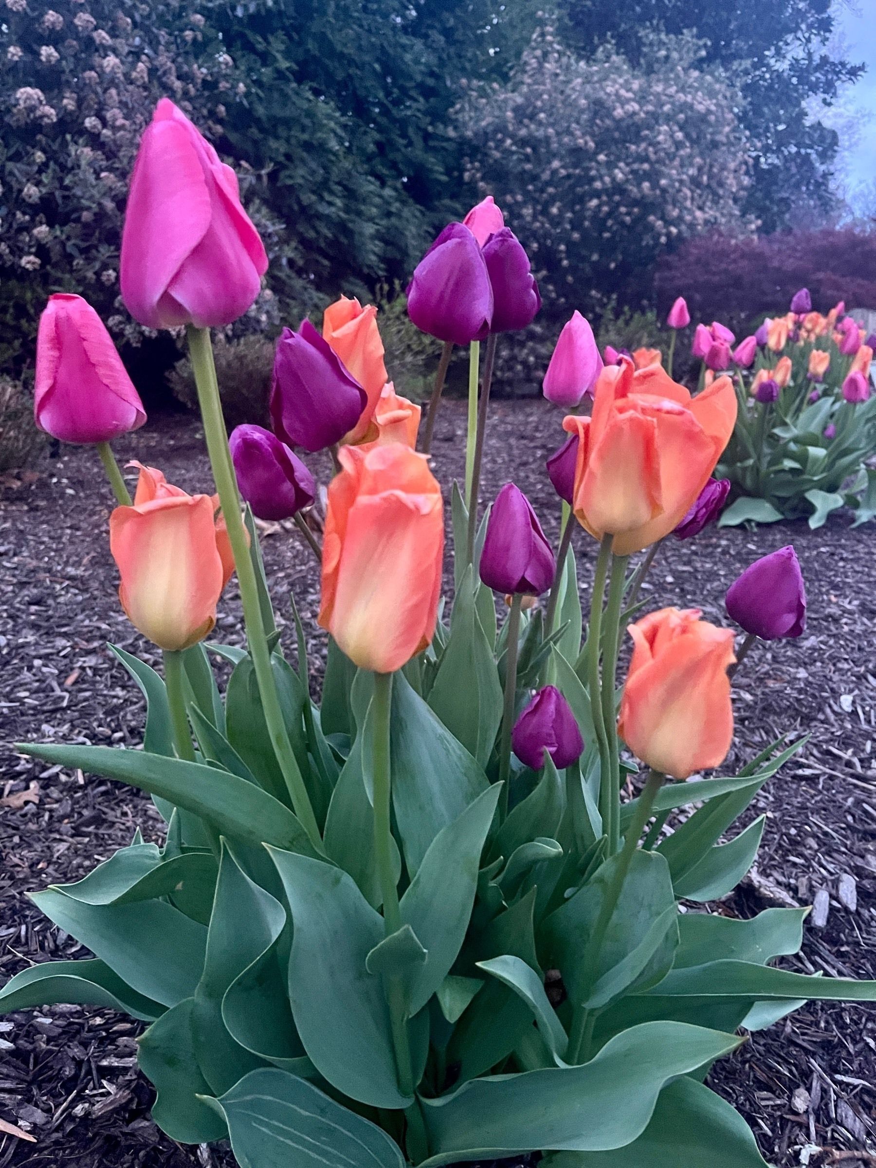 Colorful tulips – peachy orange, deep pink, and violet – growing in a clump.