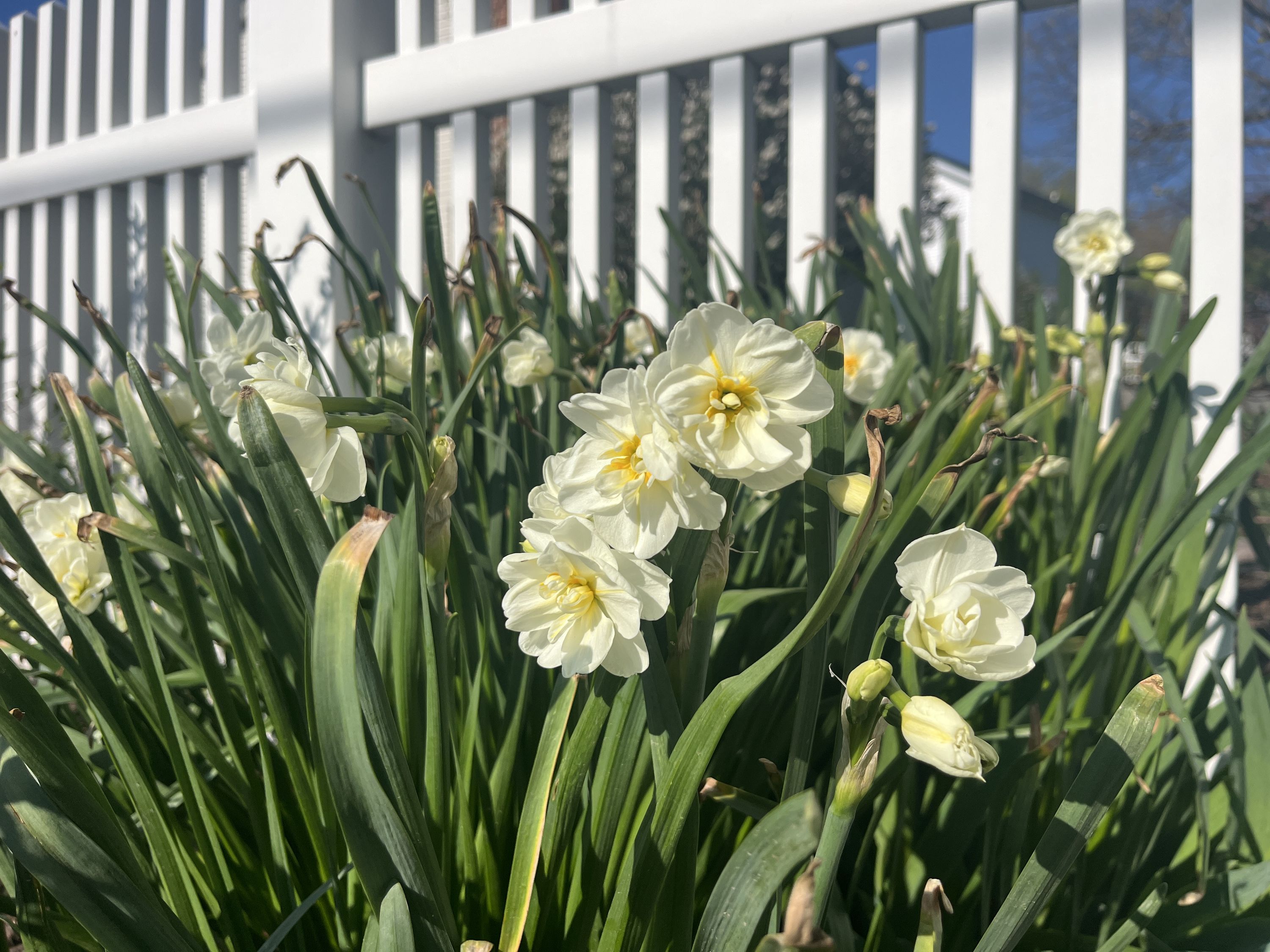 Jonquils
