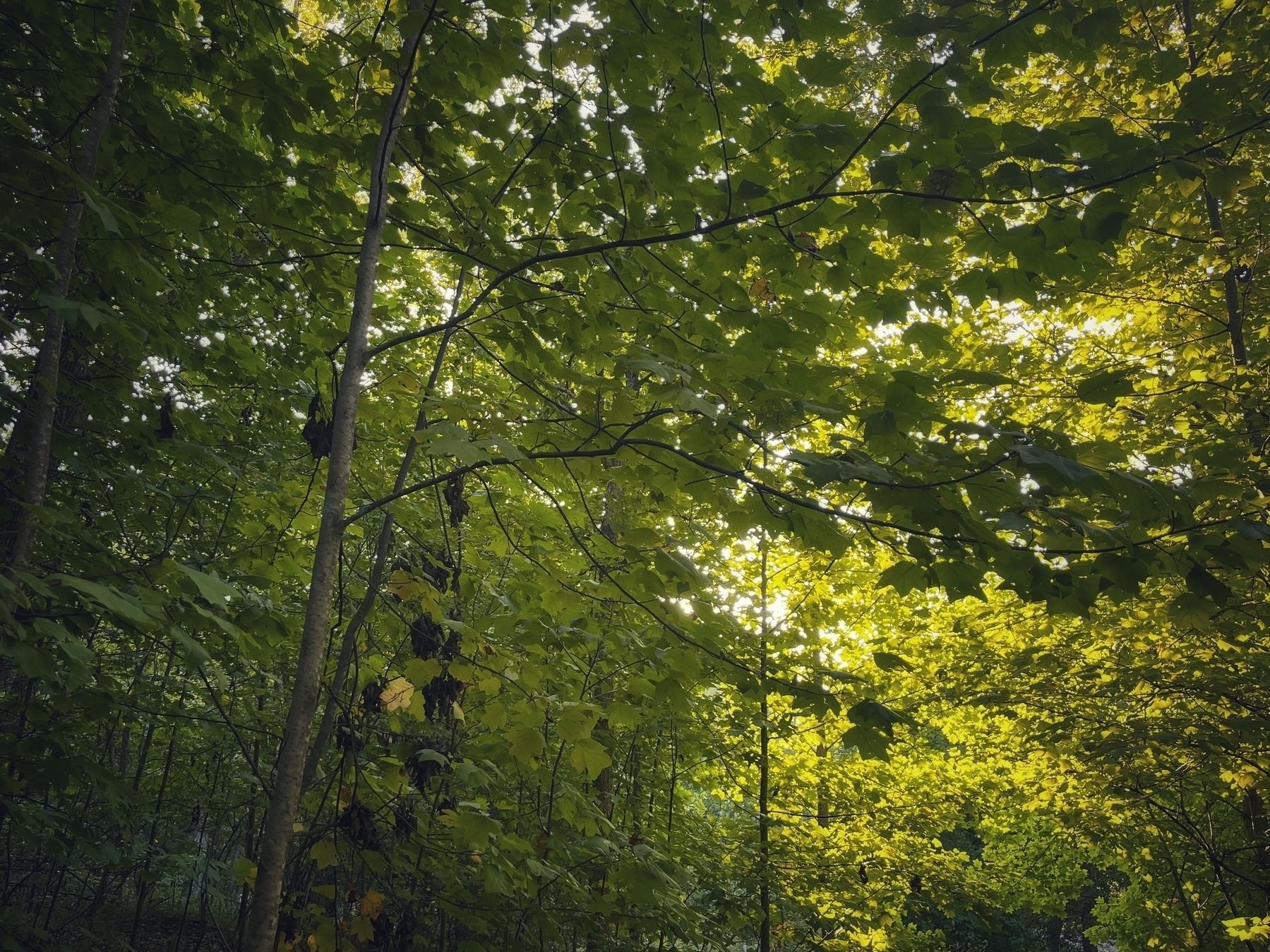 SunLight shining through green leaves of trees