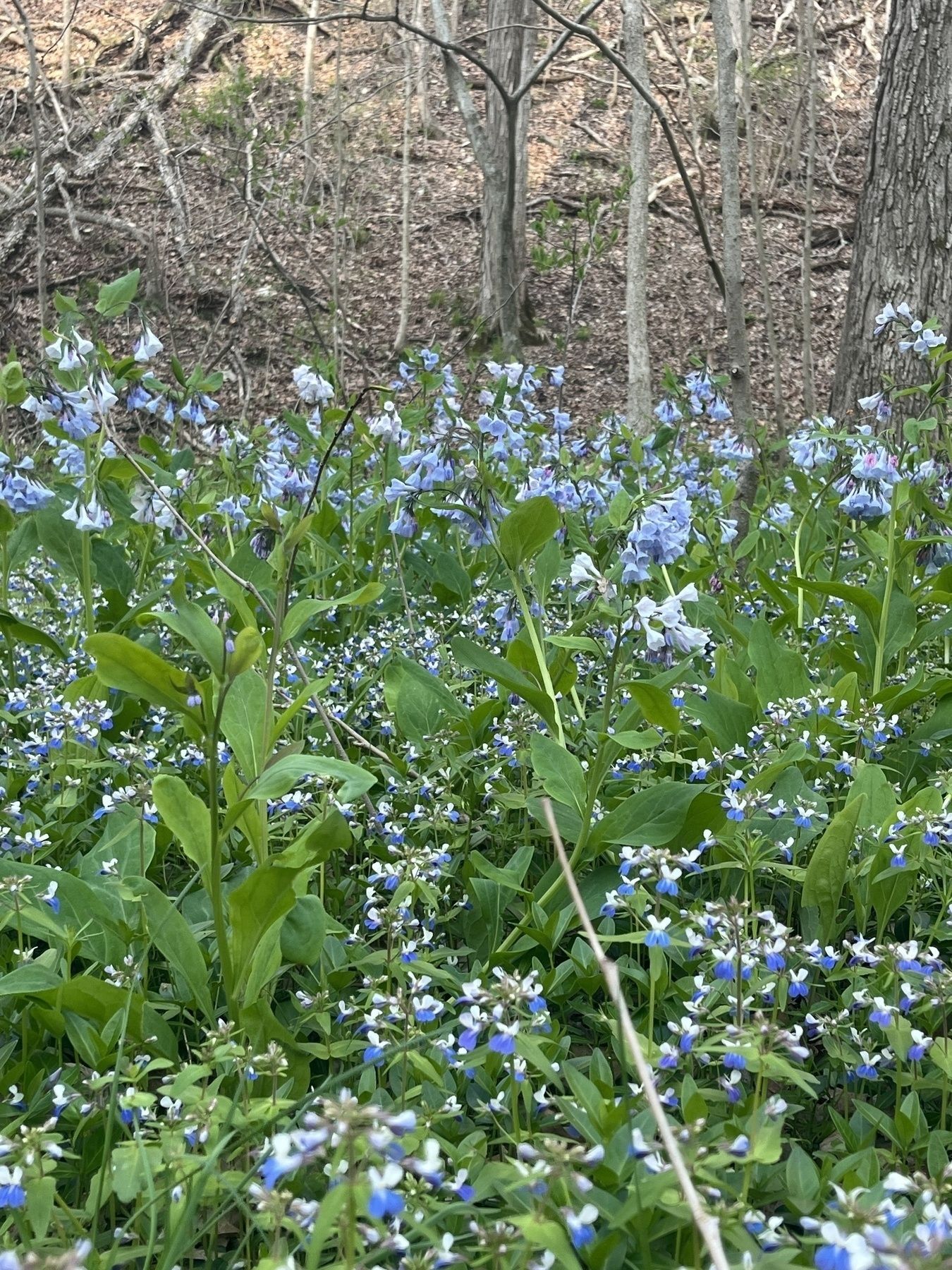Green plants in a wooded area: blooming violets are lower and bluebells rise above.