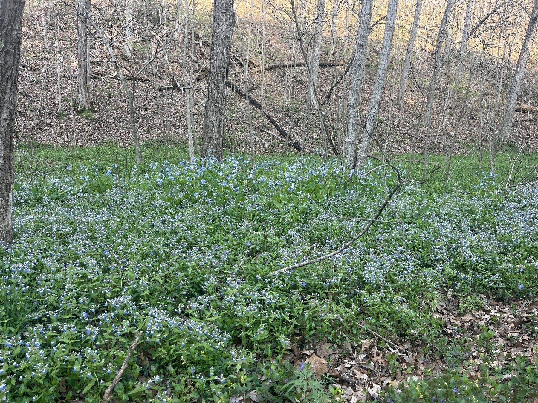 A wooded area with trees and a hillside in the background; the area is covered with blossoming bluebells and violets.