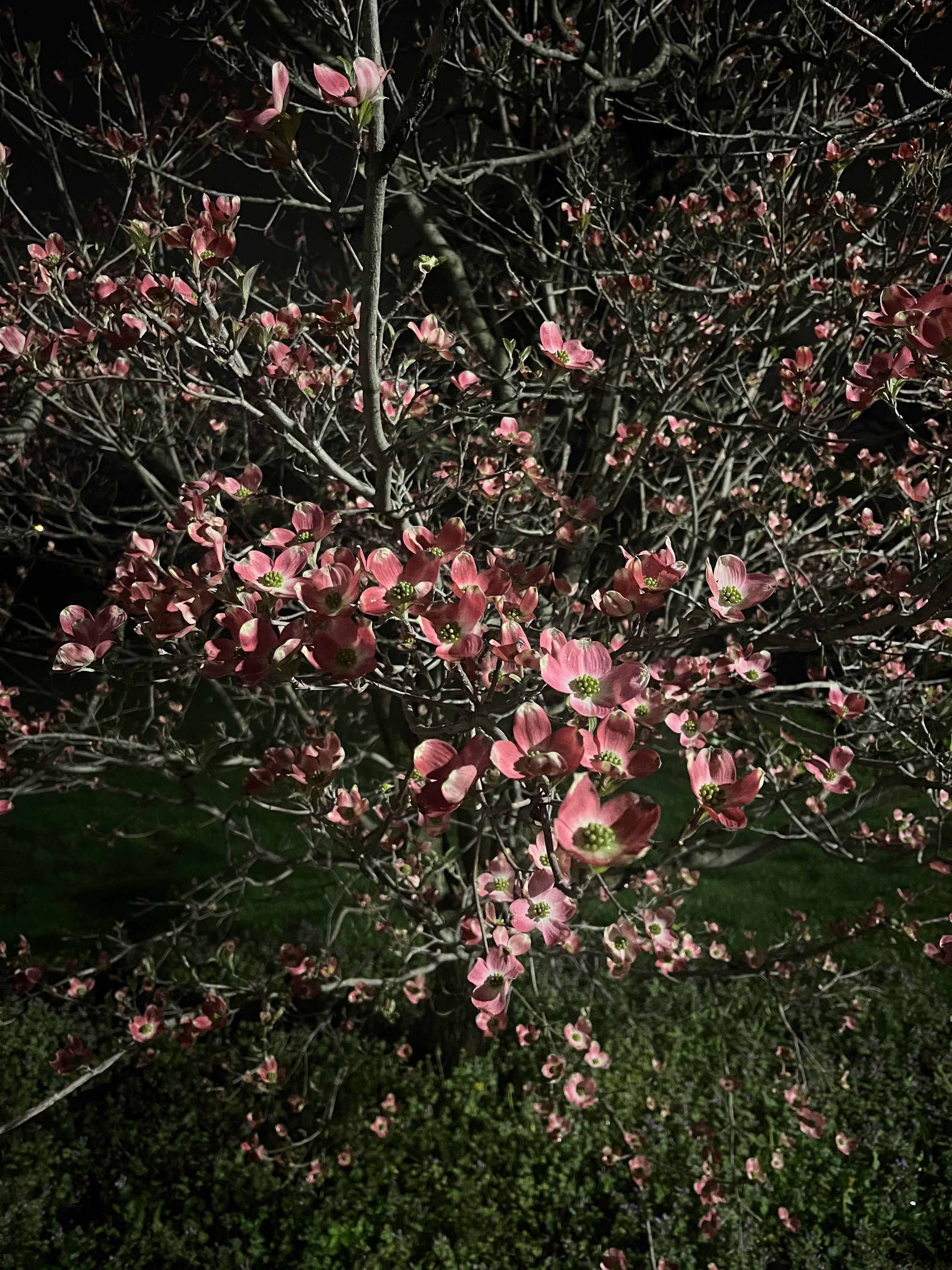 Pink dogwood at night
