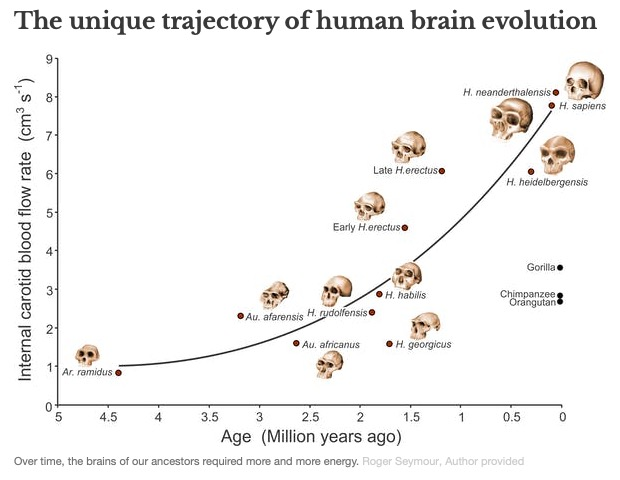 ../_attachments/Blood and brains/2025-07-02-1710-img-Blood and brains.png