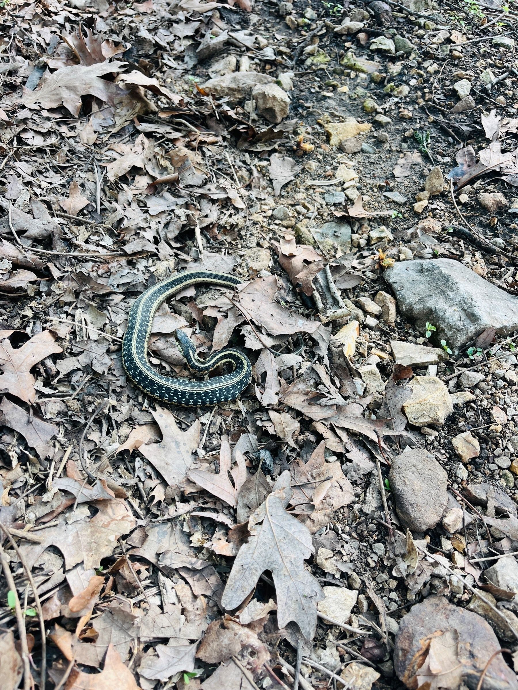 A small snake with head raised among brown leaves