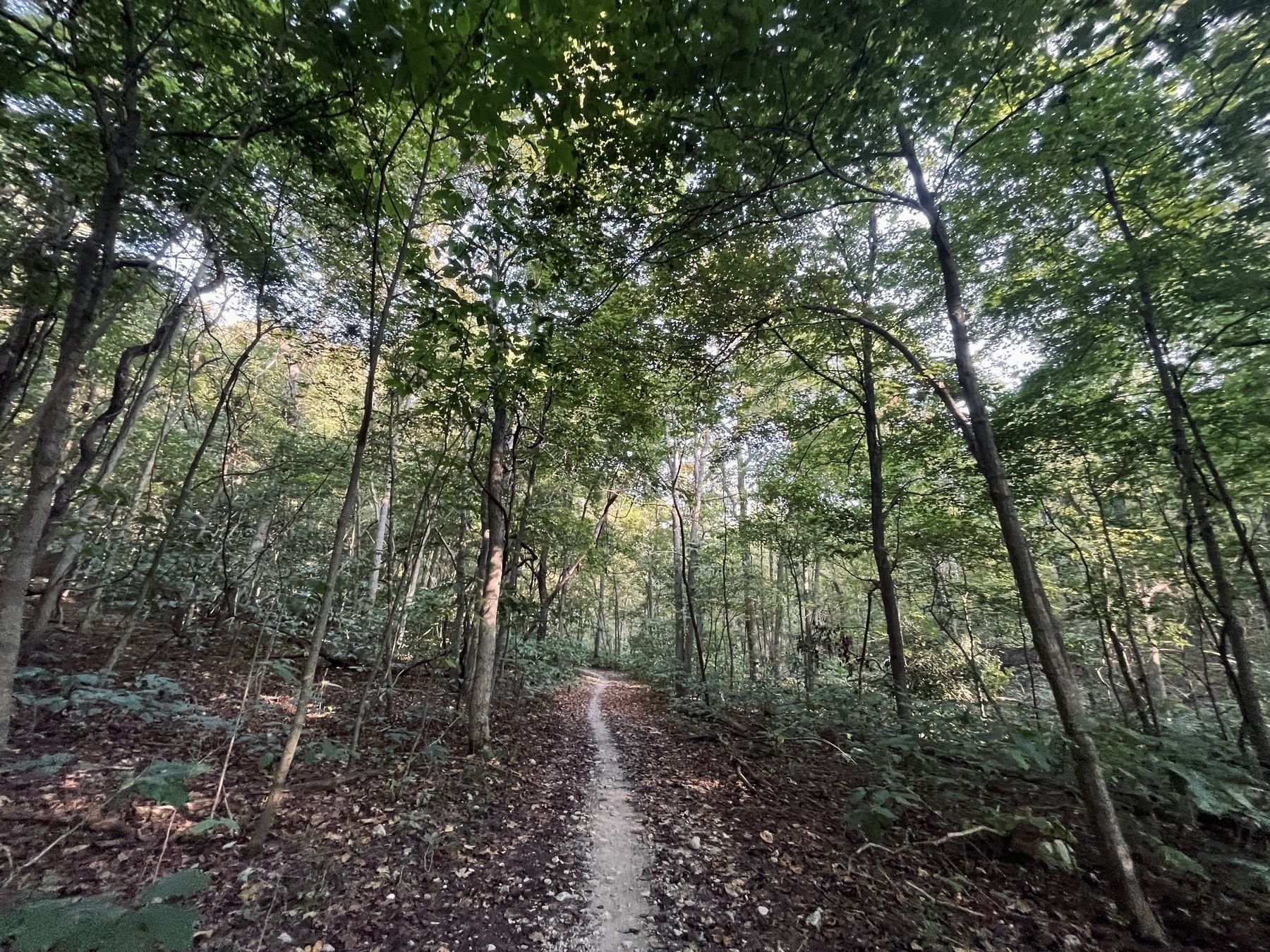 Trees curve over a narrow path with blue sky in the background